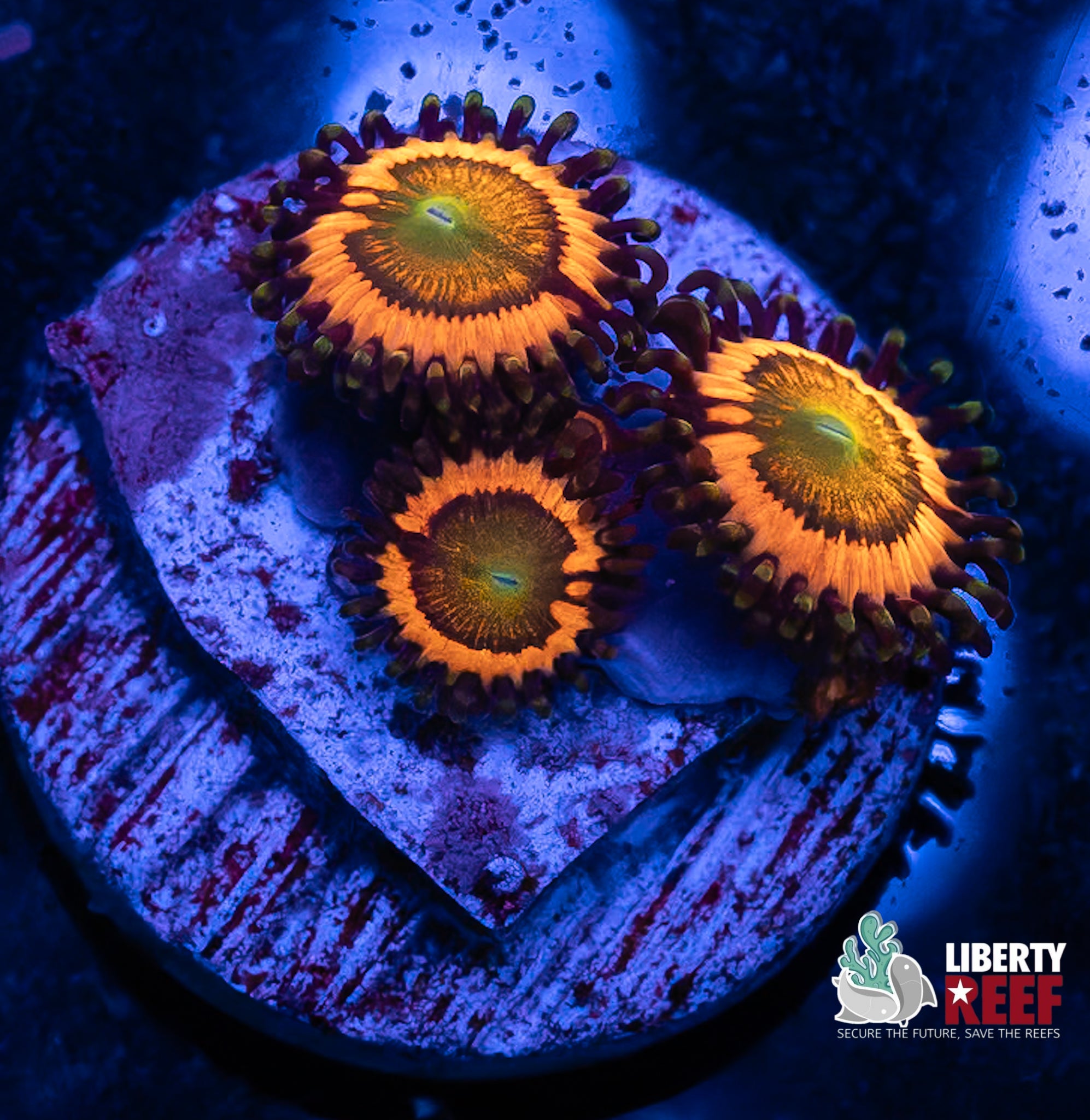 Rainbow Infusion Zoas