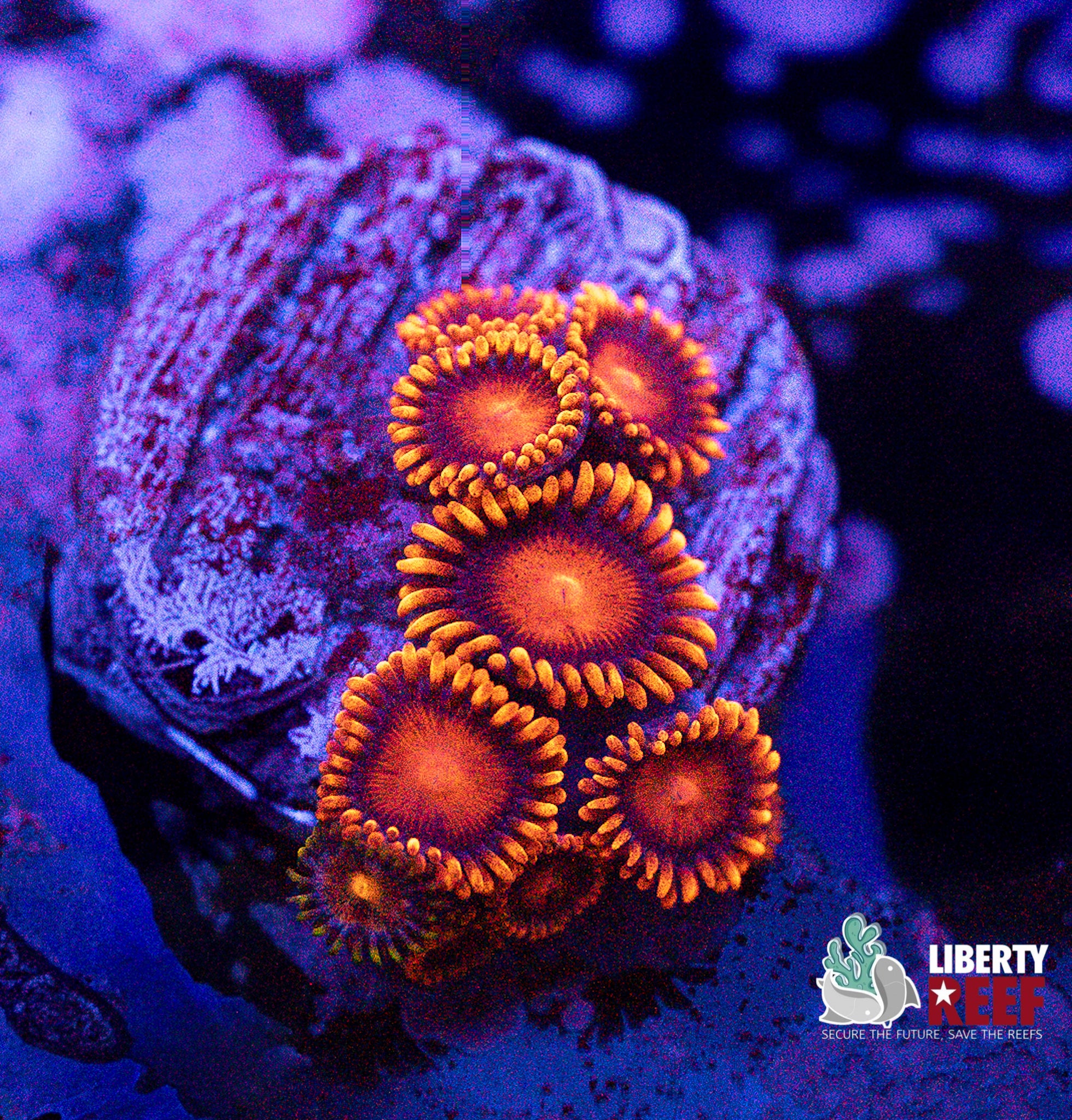 Bam Bam Zoas