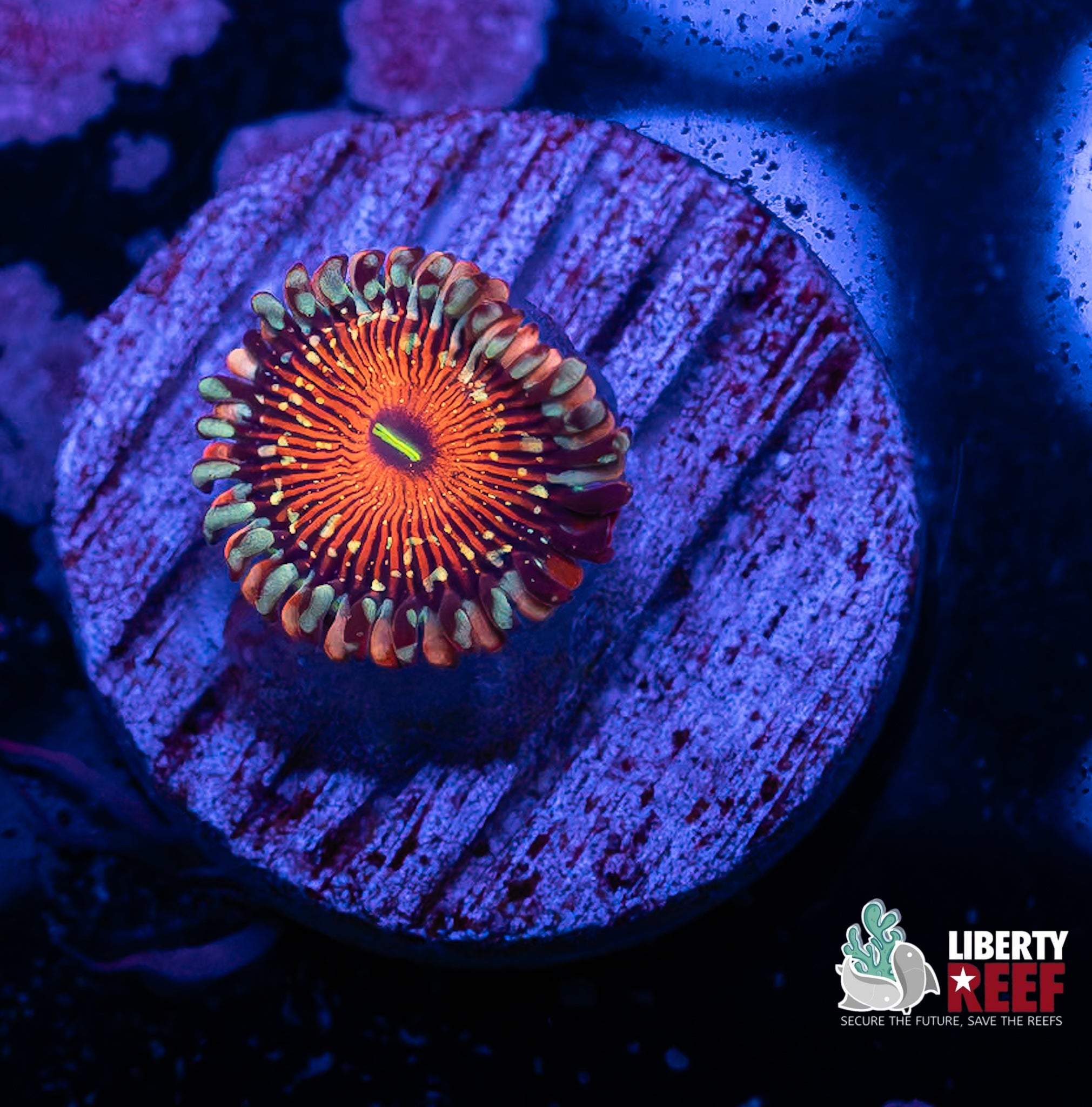 Seduction Zoa