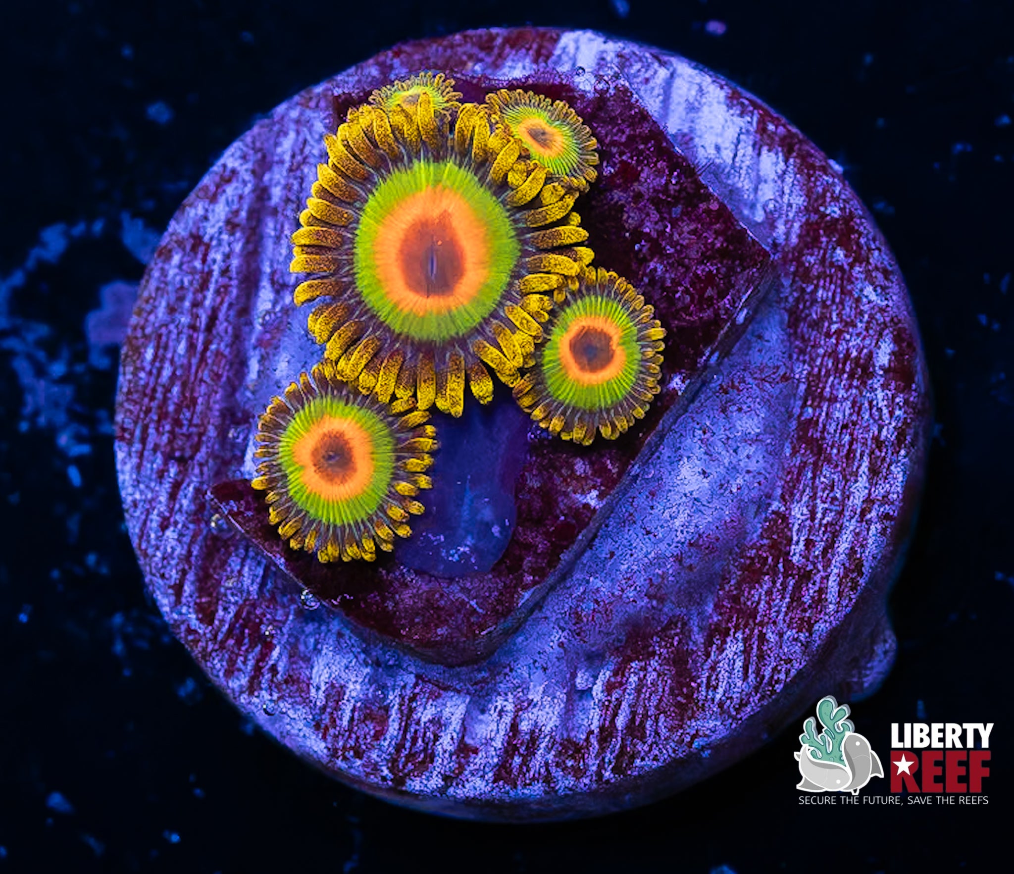 Rasta Zoas