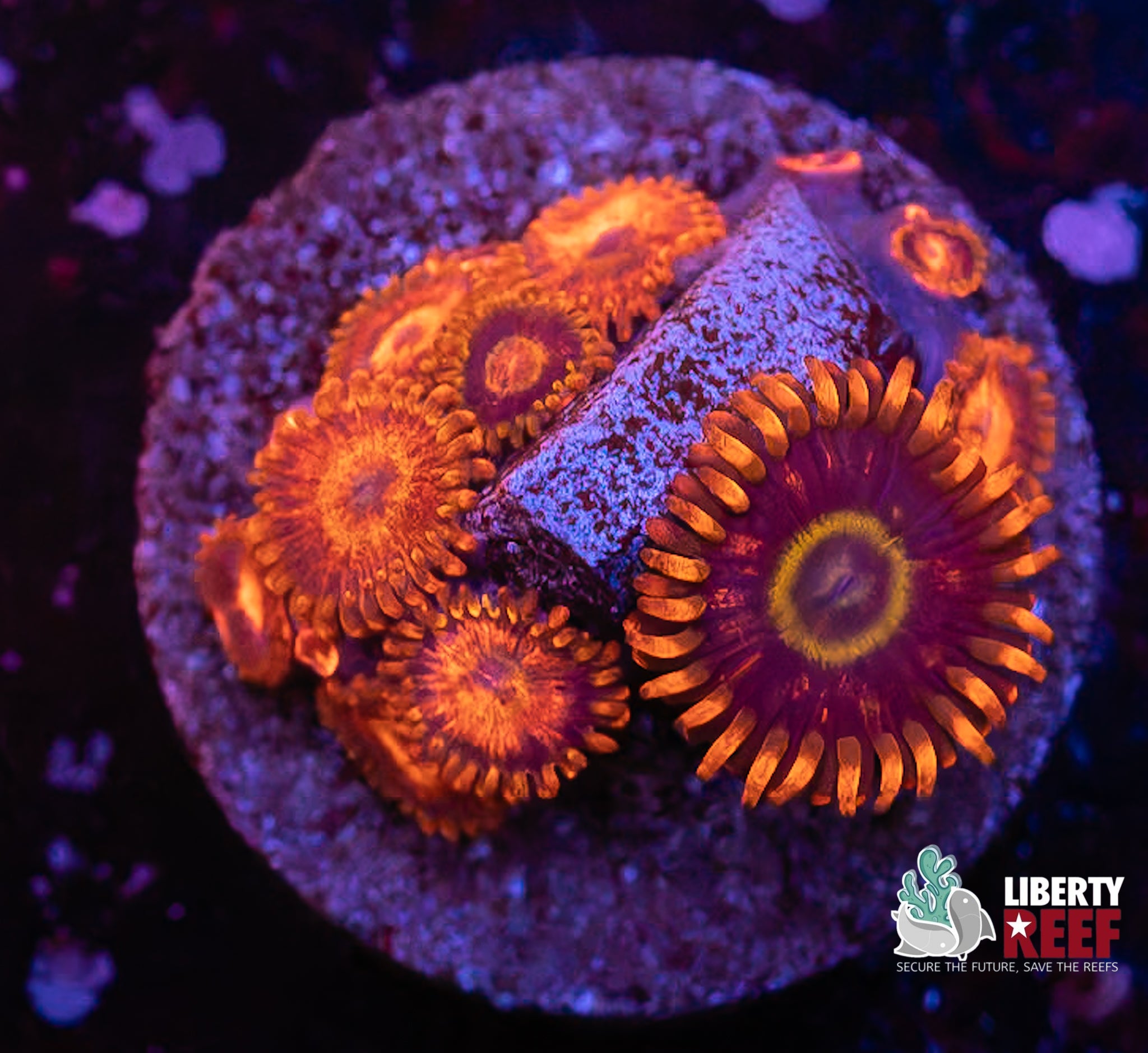 Hornet Explosion Zoas