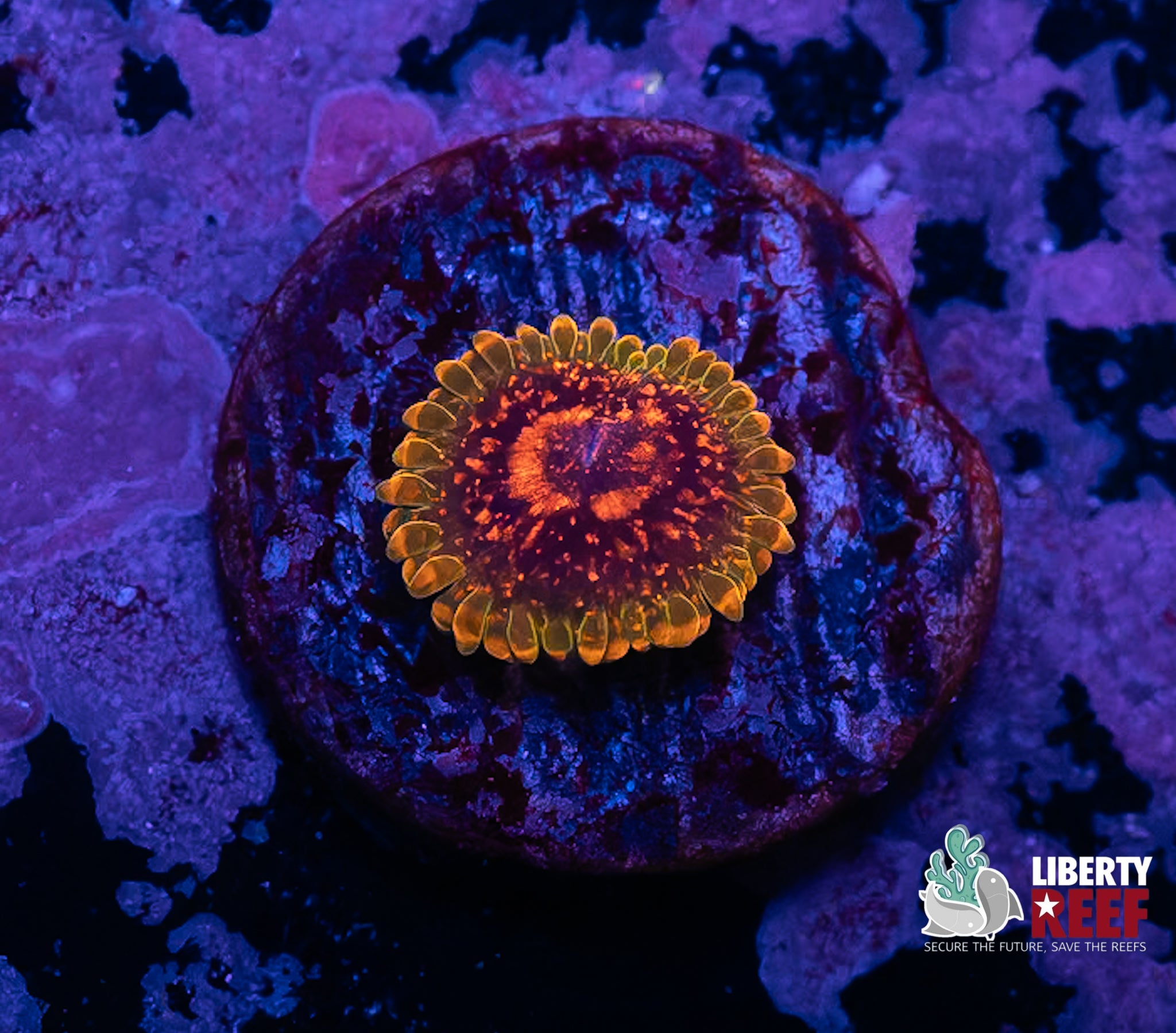 Predator Zoa
