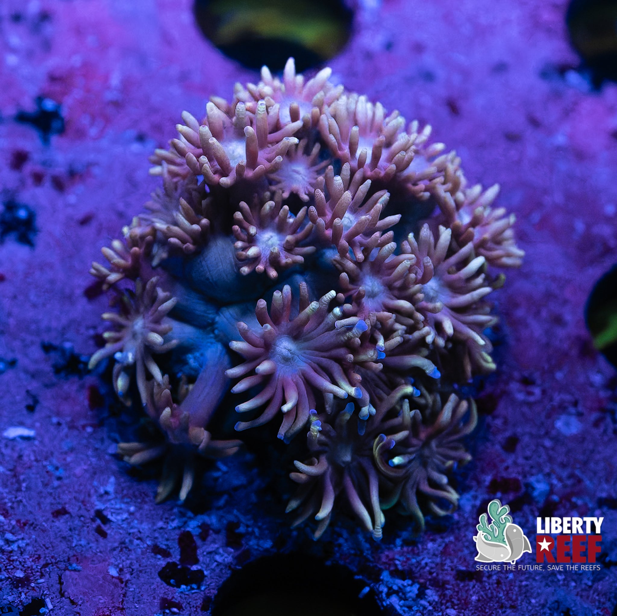 Purple Haze Goni