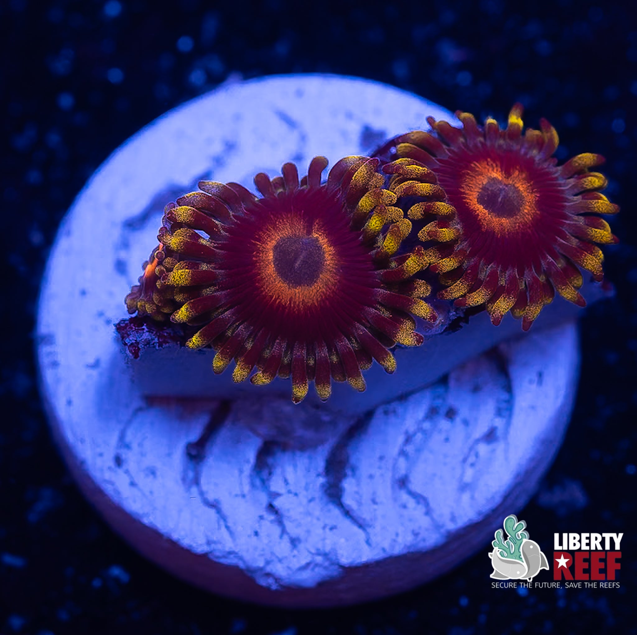 Eagle Eye Zoas