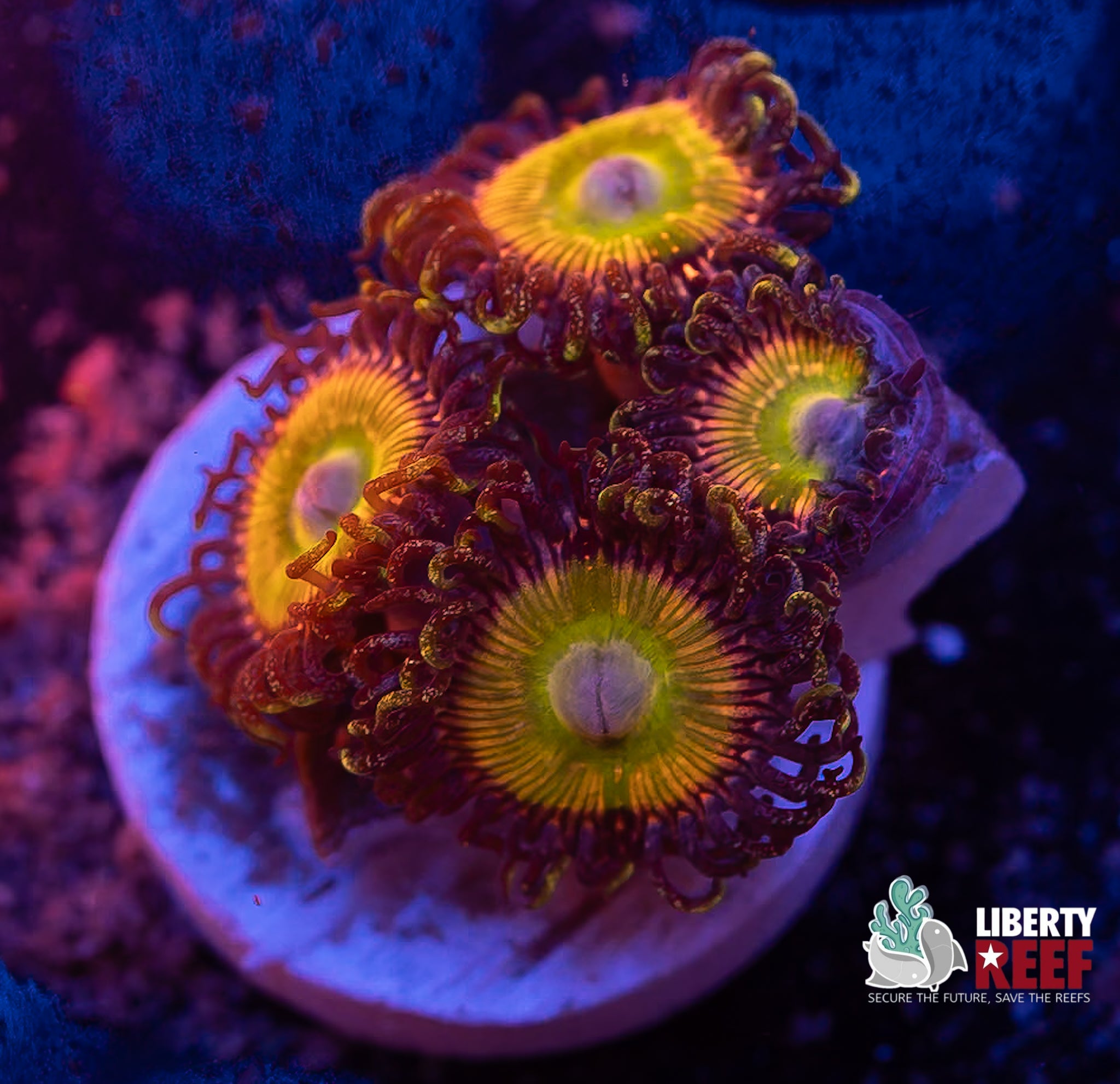 Rainbow Troll Zoas