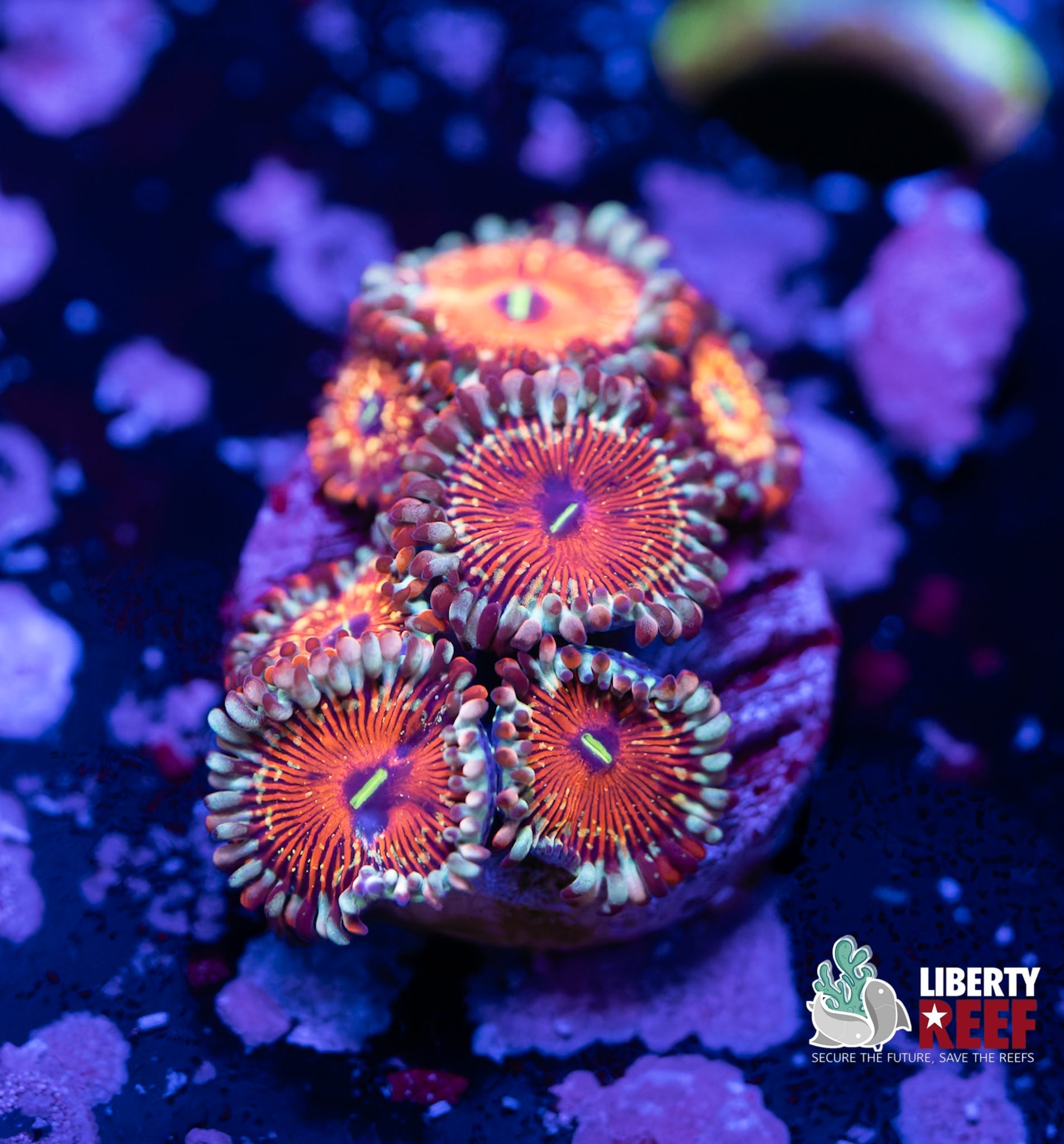 Liberty Reef Auction
