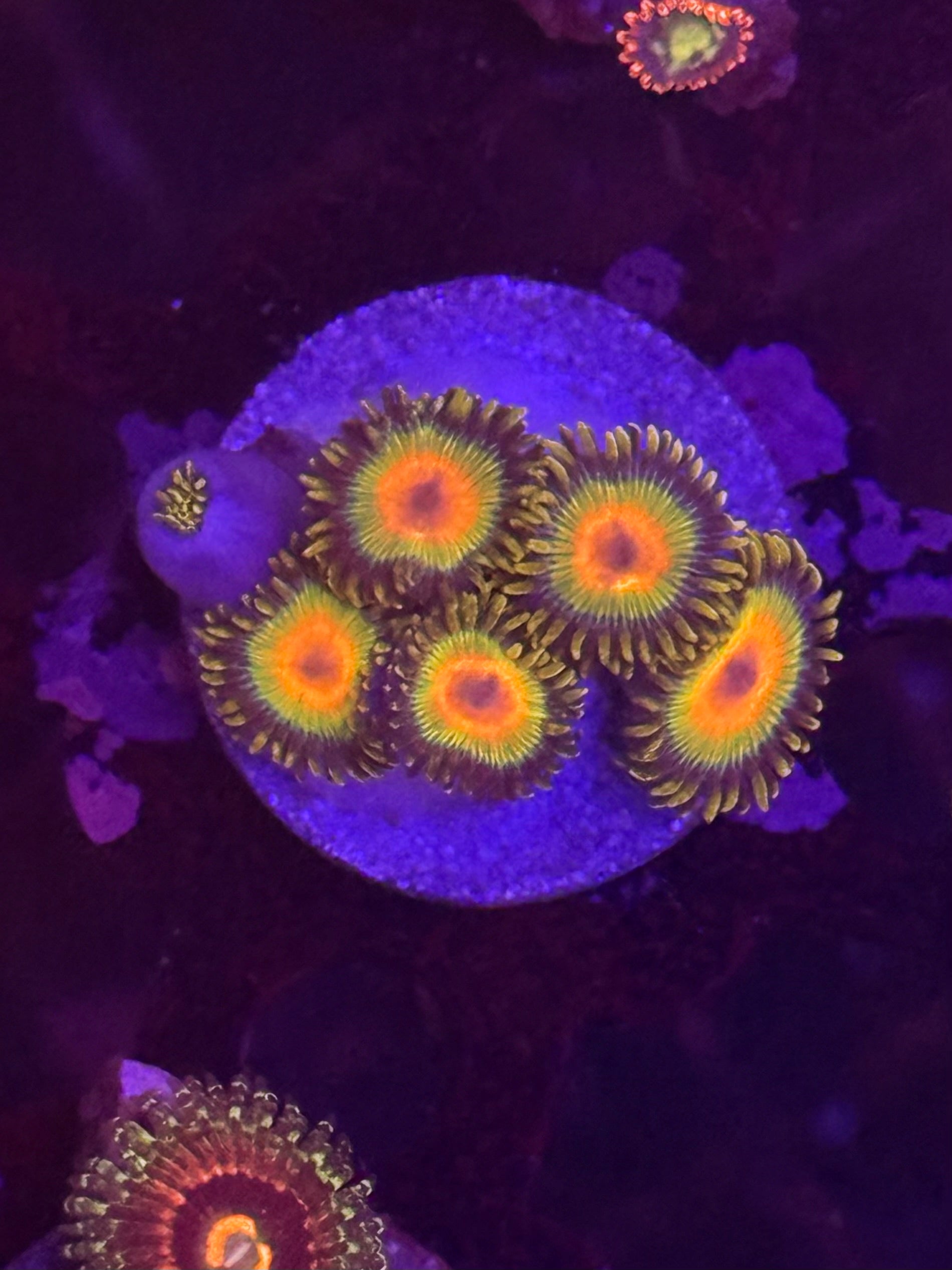 Rasta Zoas