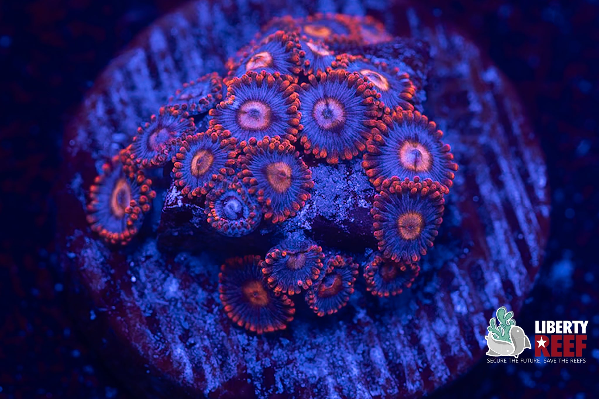 Snitches Zoas