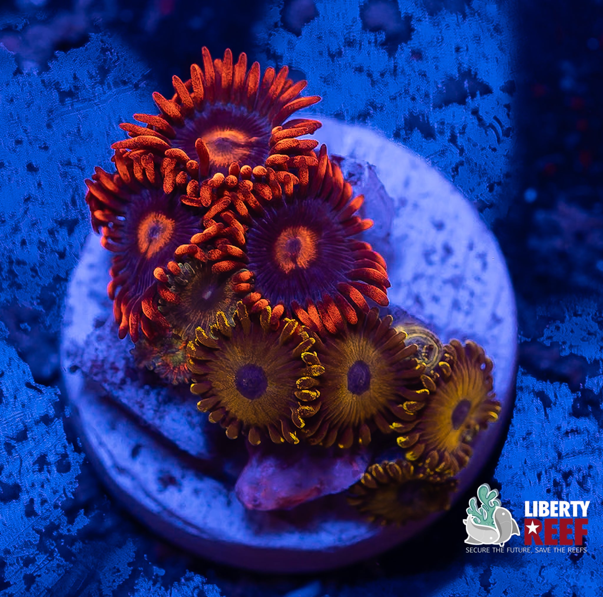 LA Laker Zoas