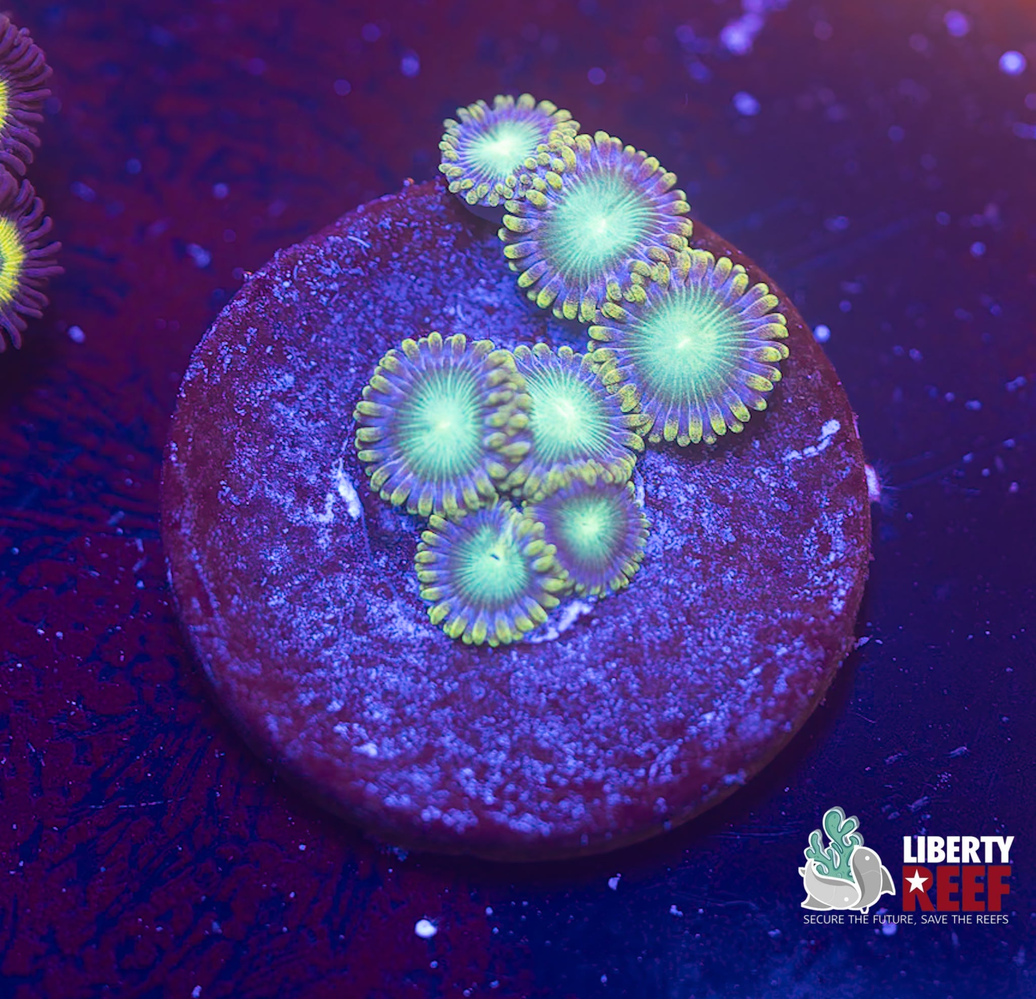 Radioactive Dragon Eye Zoas