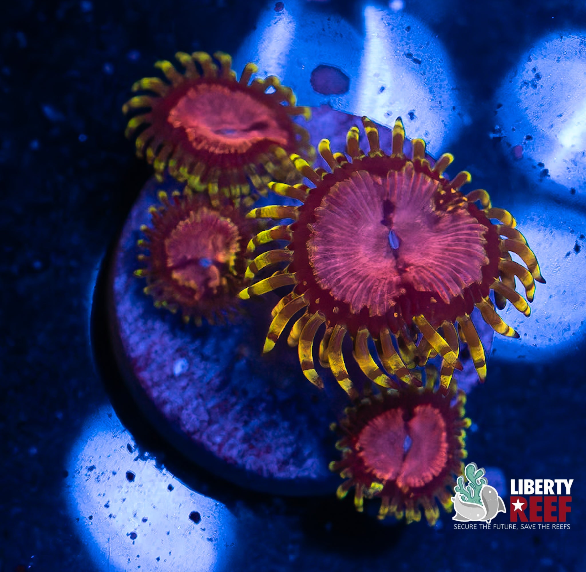 Pink Diamond Zoas