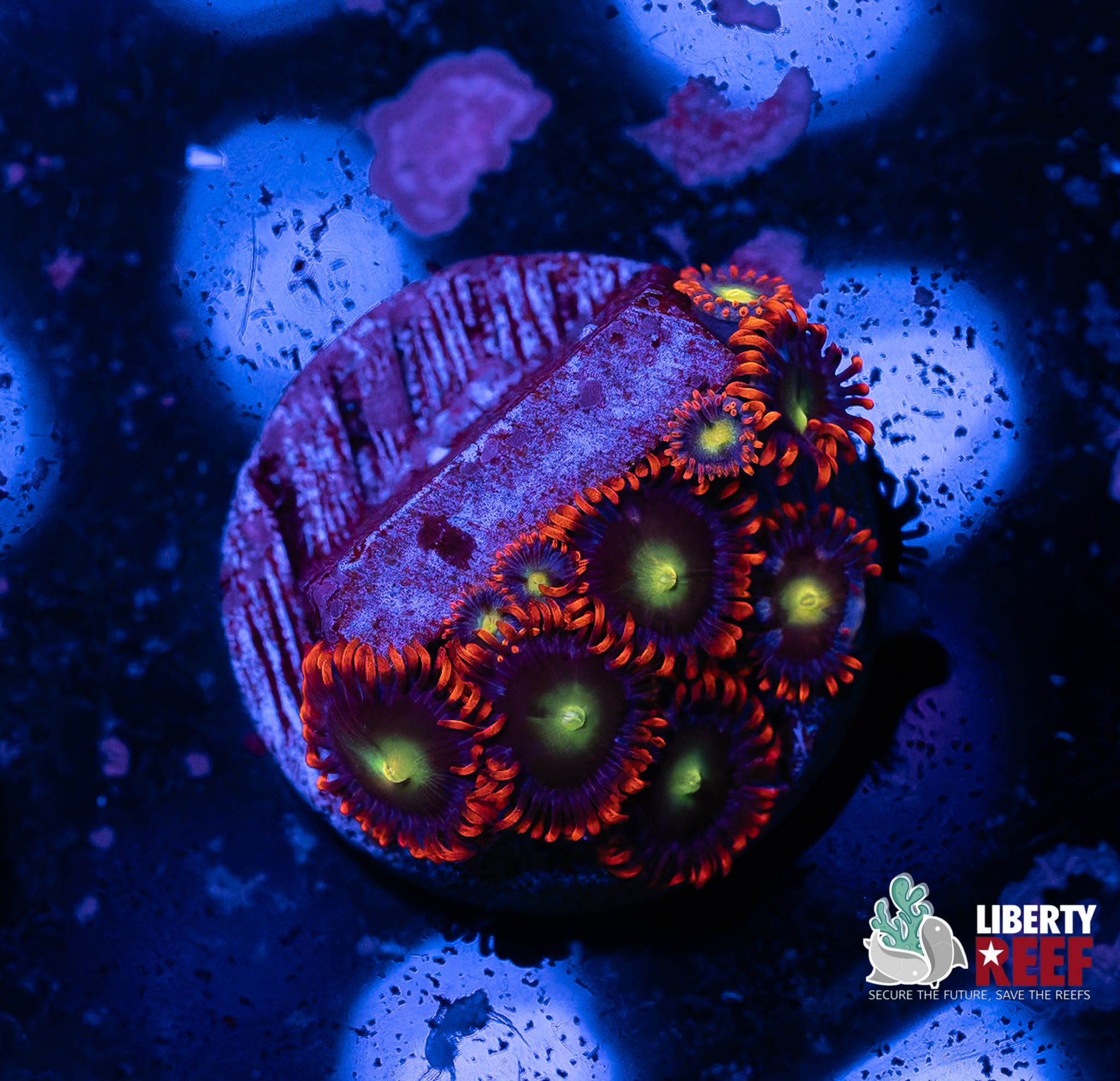 Circus Zoas