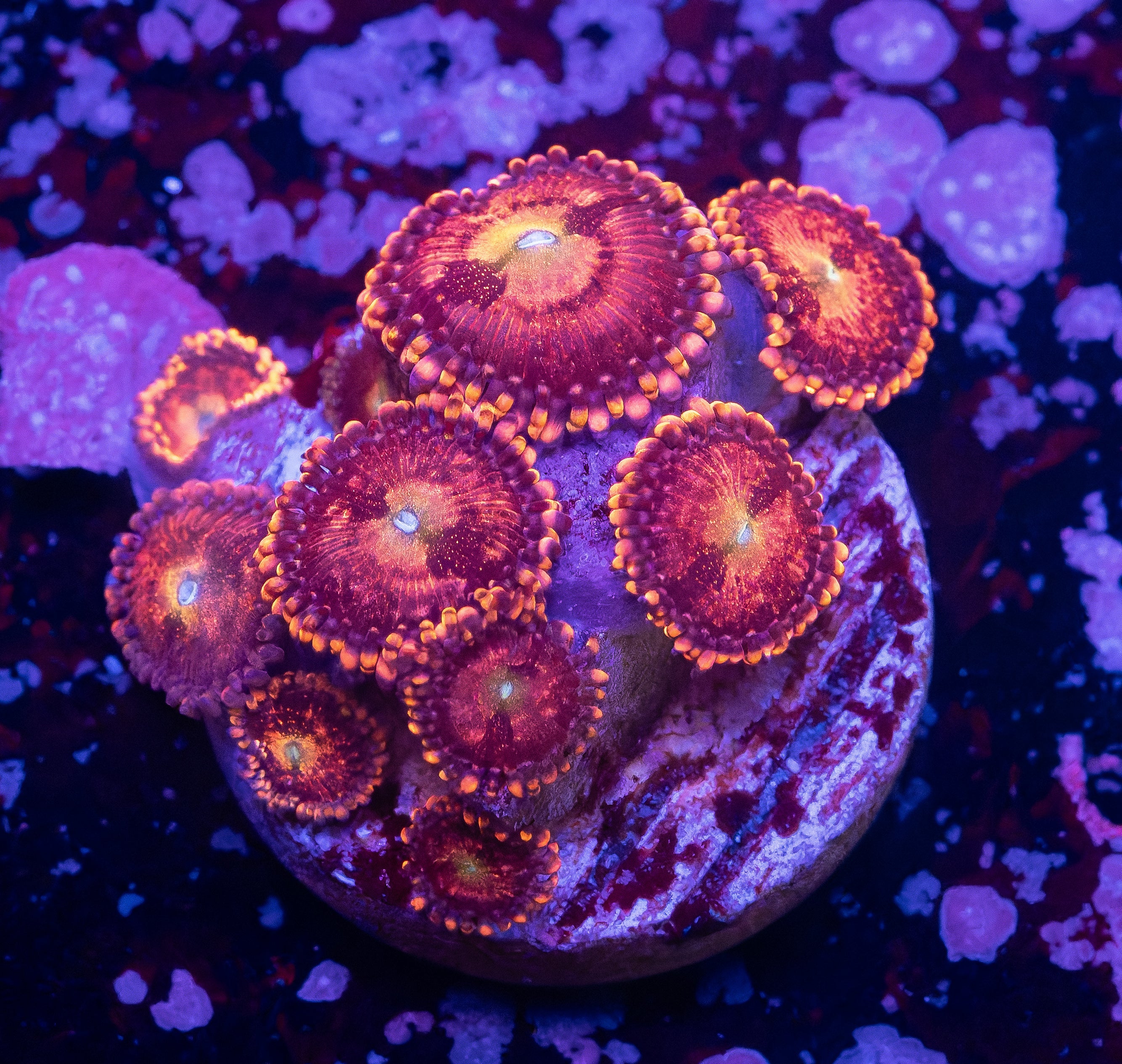 Halle Berry Zoas