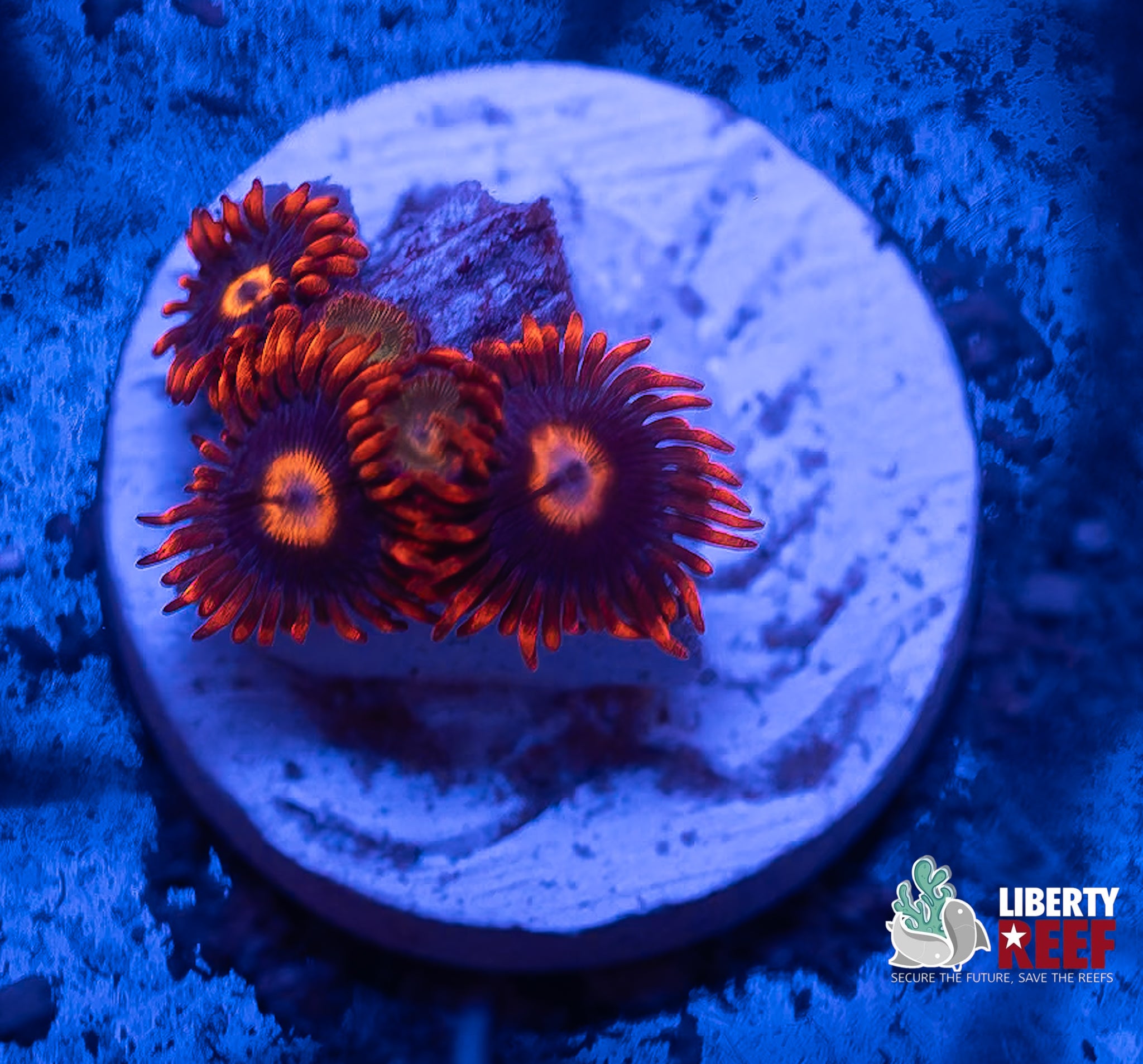 Fire & Ice Zoas