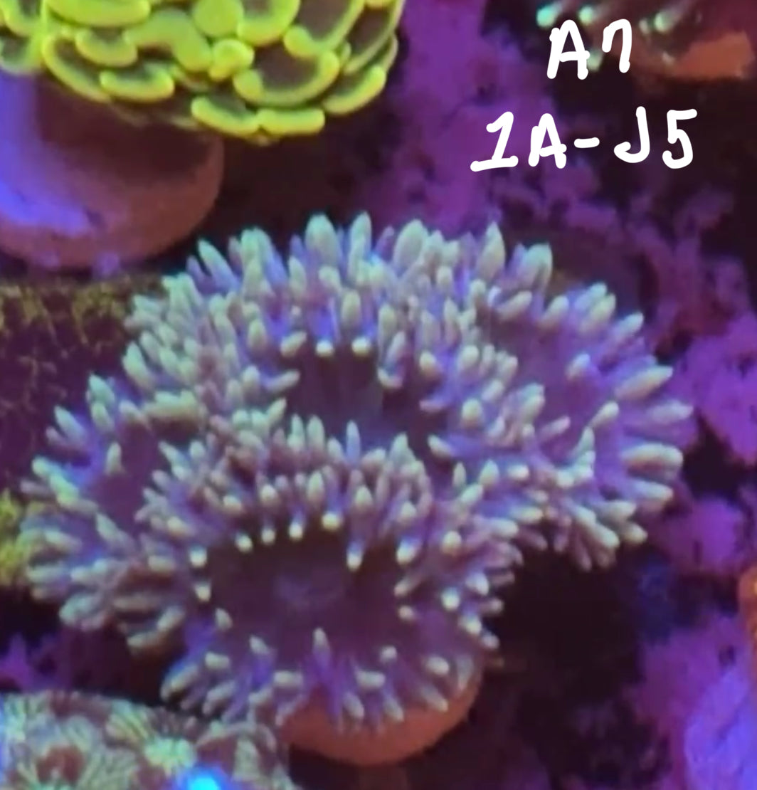 Kelsi Hohensee 10/25 Facebook Live Auction