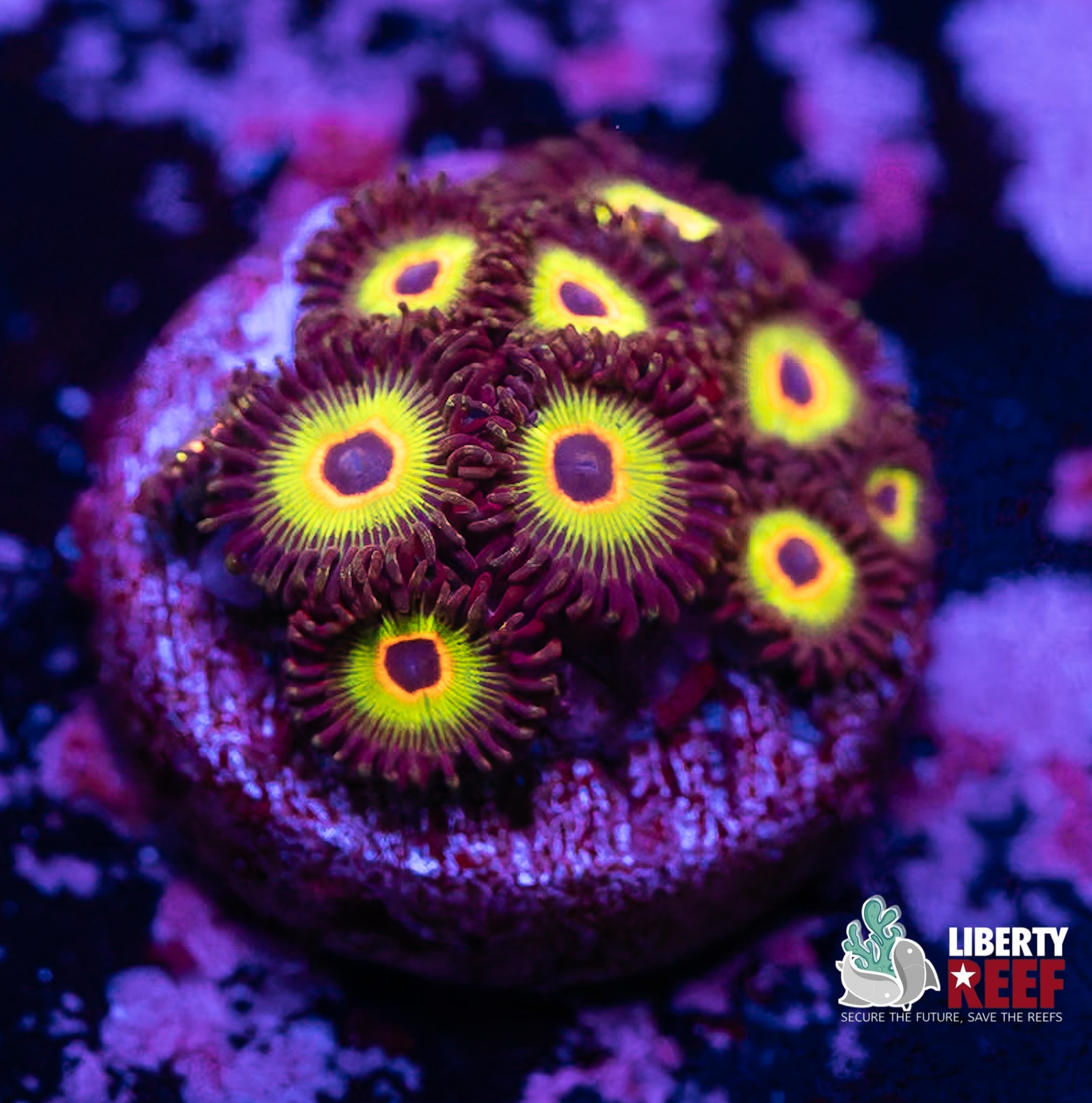 Bob Marley Zoas