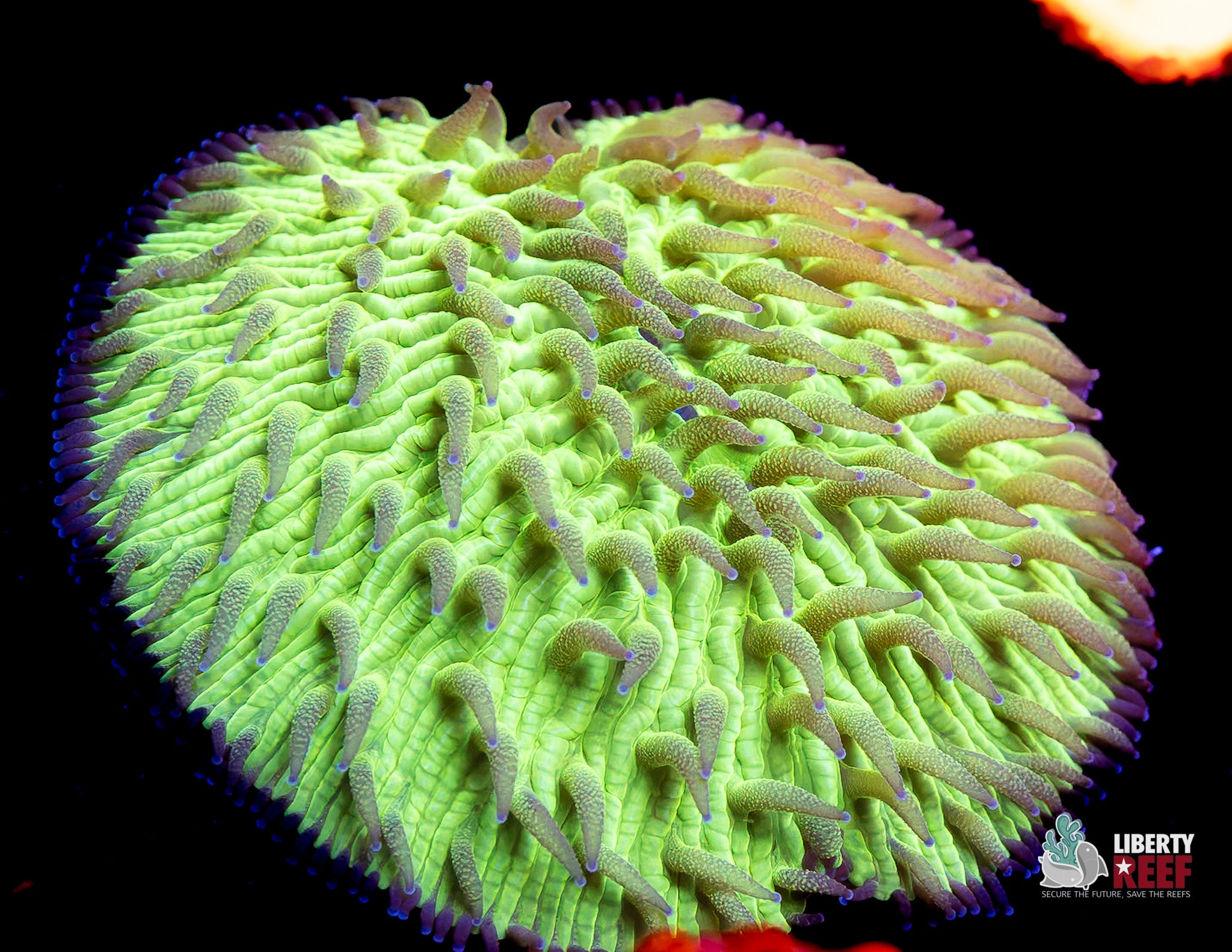 10/31 Online Auction