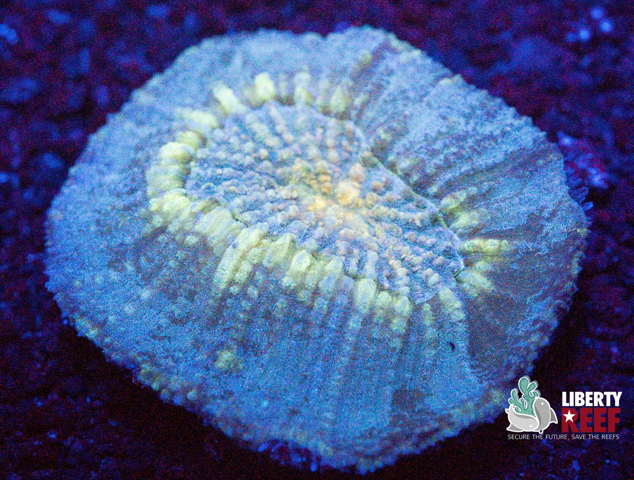 Ice Cap Australomussa