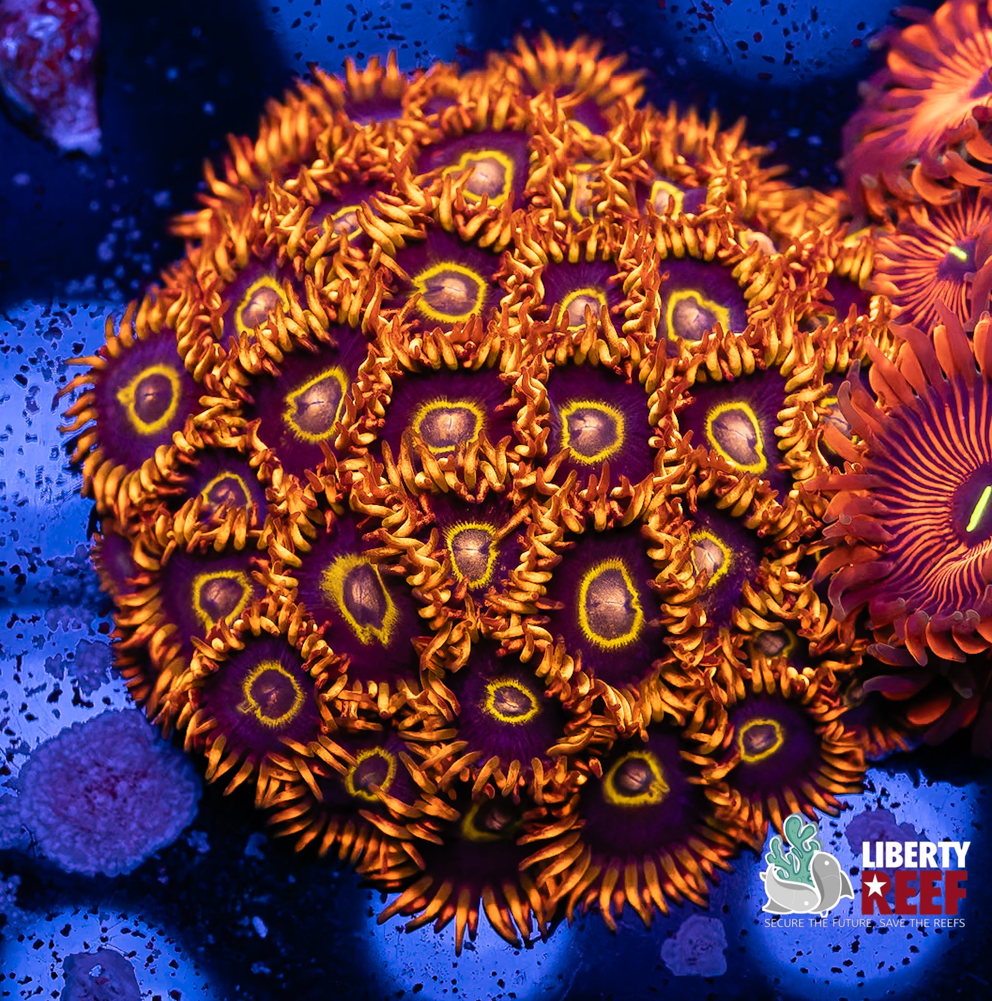 Rainbow Hornet Mini Colony