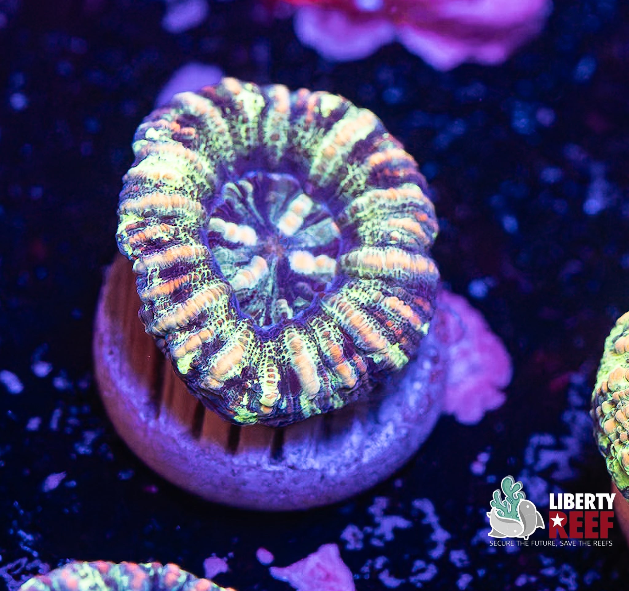 Neon Button Scoly