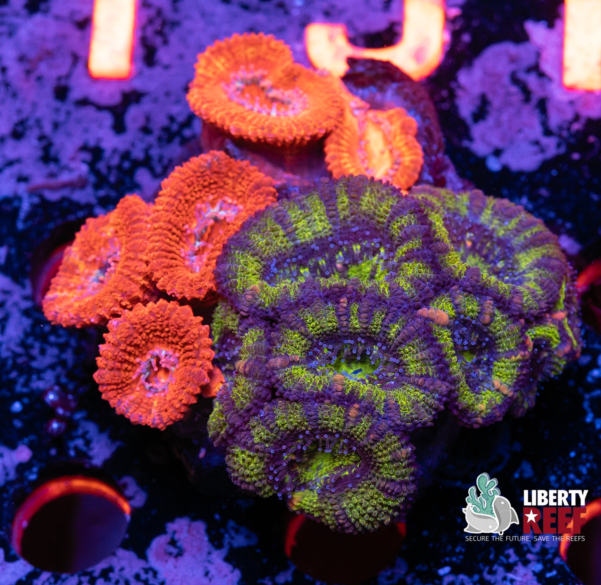 Ultra Acan Garden