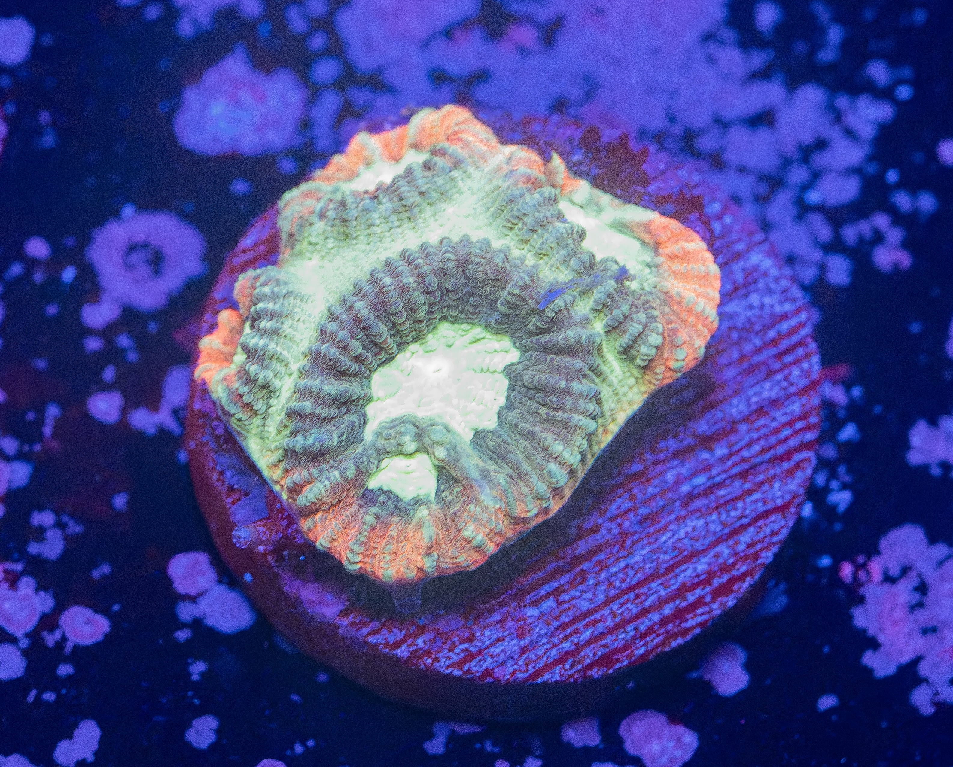 Tropical Punch Favia