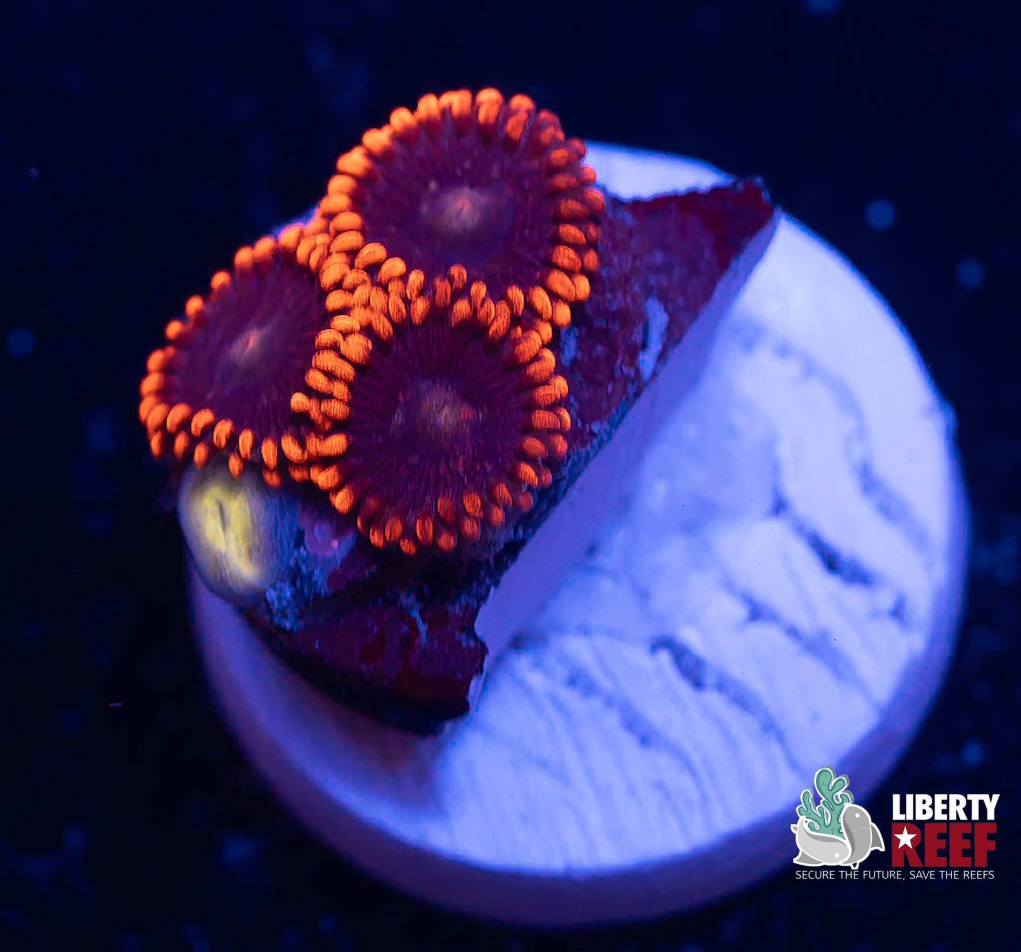 Orange Nectar Zoas