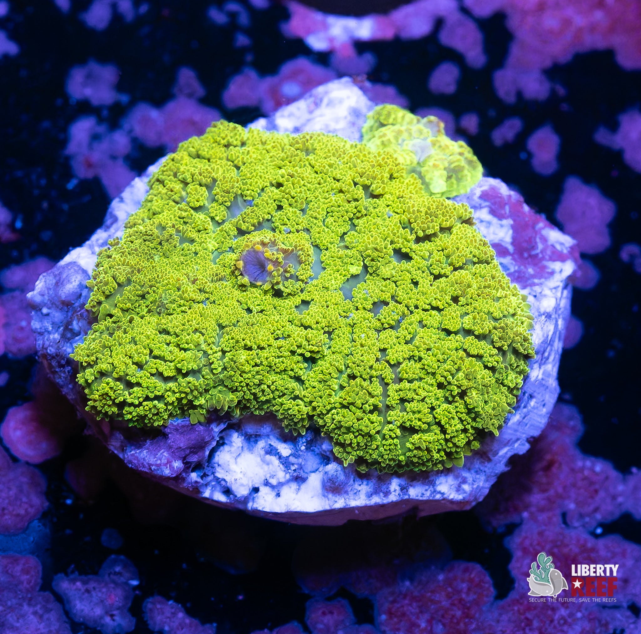 10/31 Online Auction