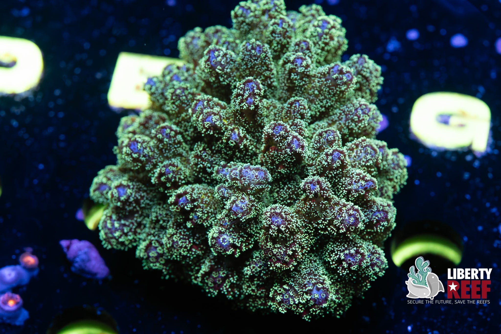 Green Pocillopora Colony
