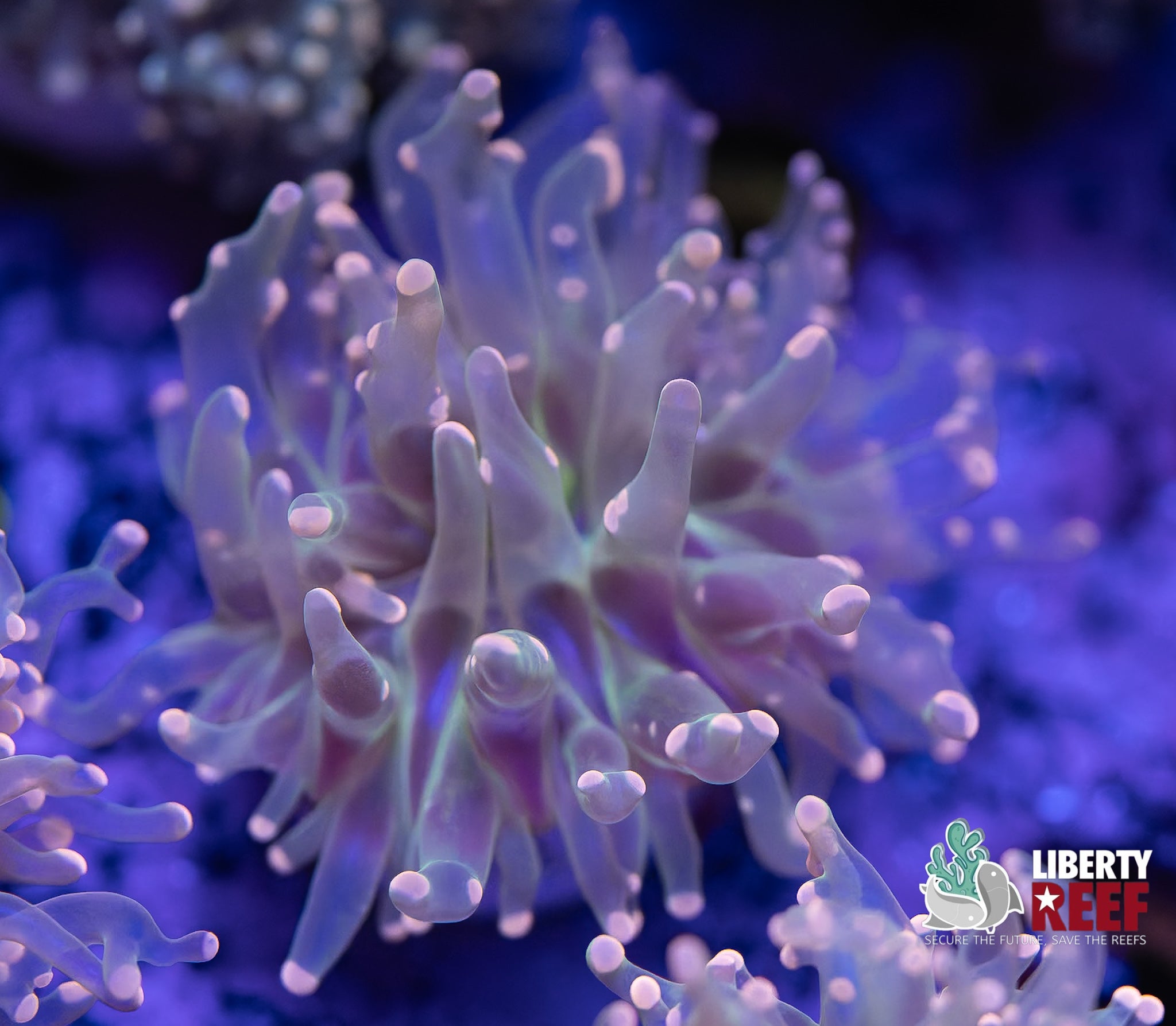 Powder Pink Frogspawn