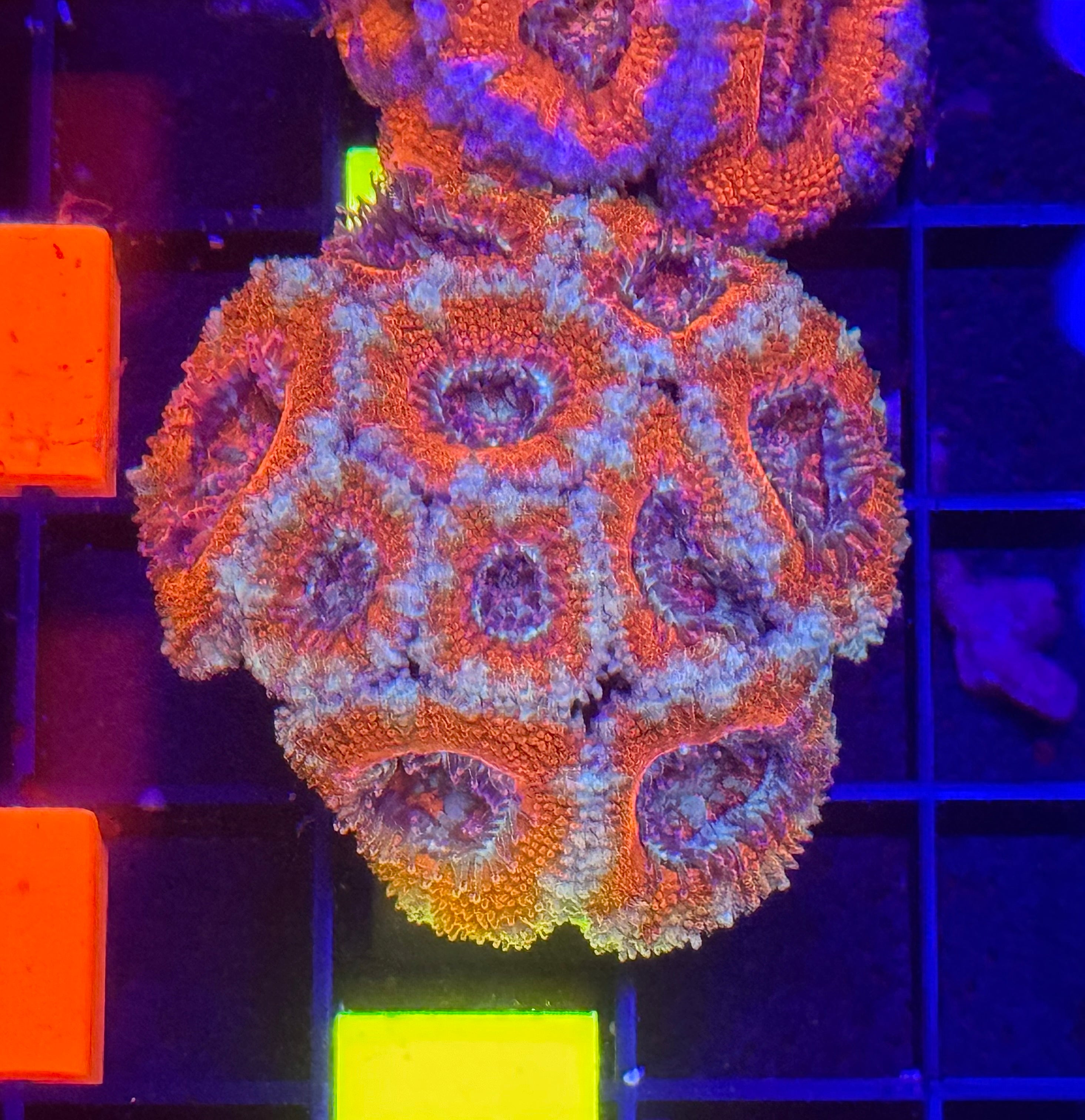 Acan Mini Colony 2 Pack