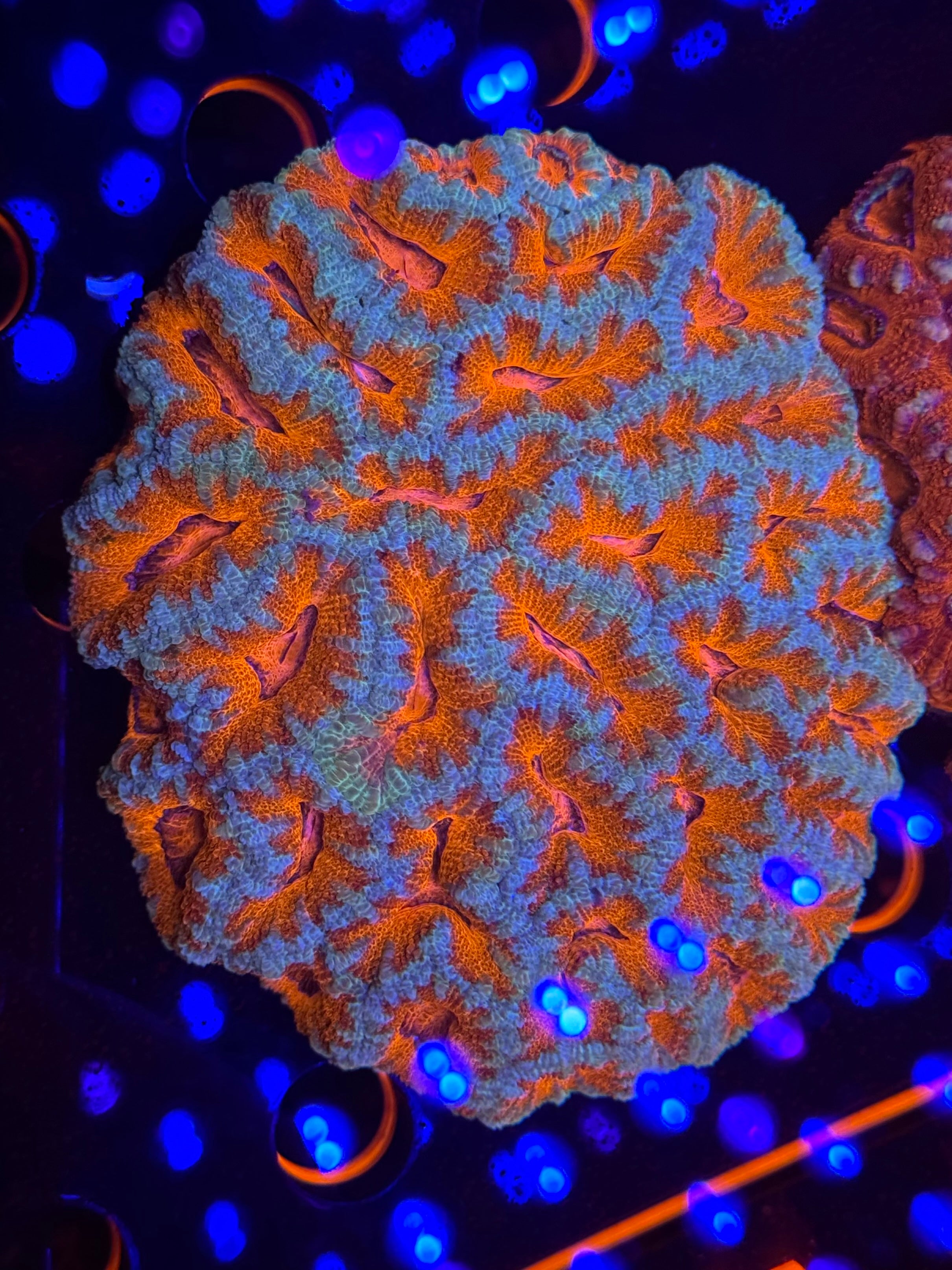 Ultra Acan Colony