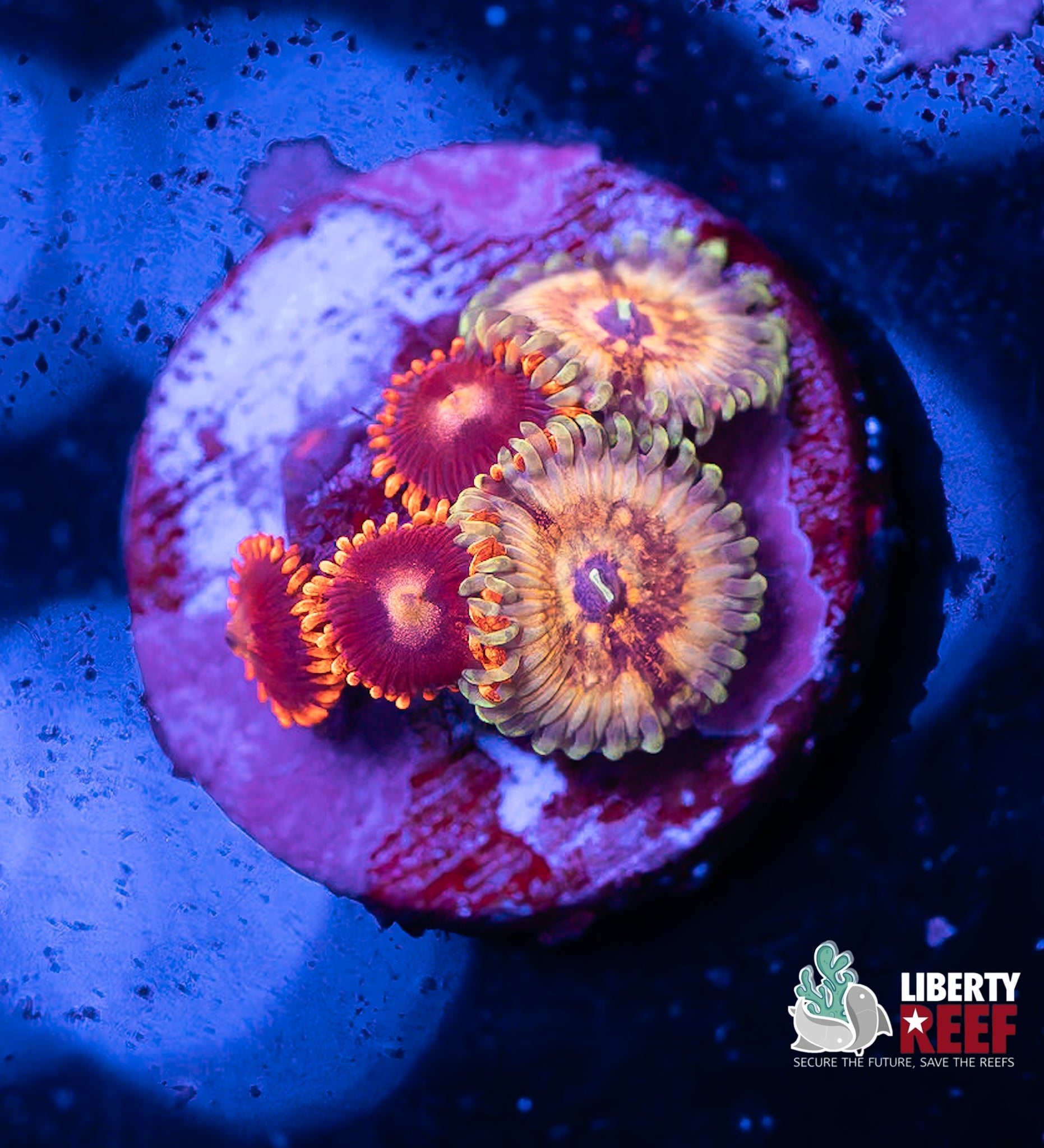 Insane Zoa Morph Combo