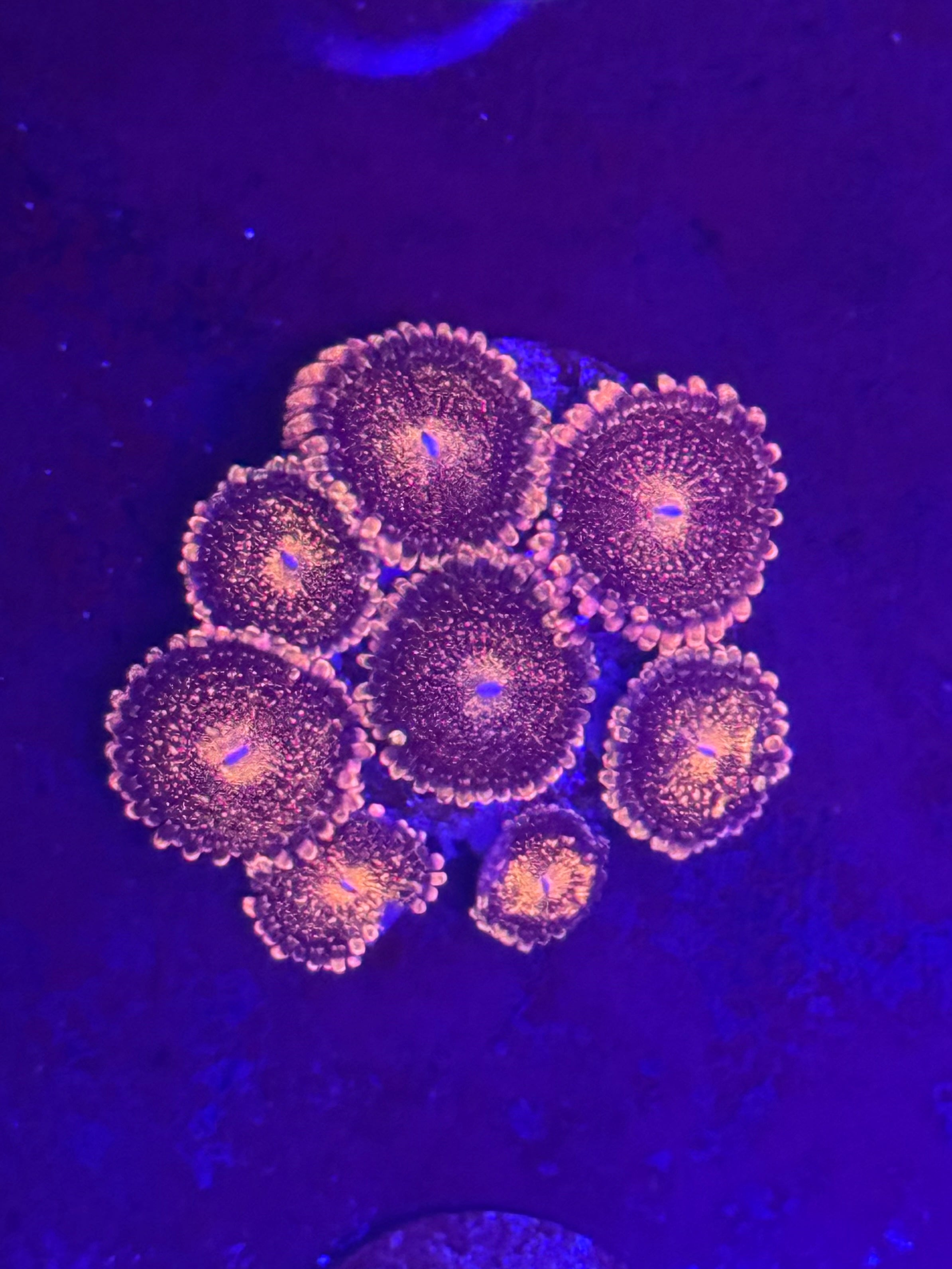 Pandora Zoas