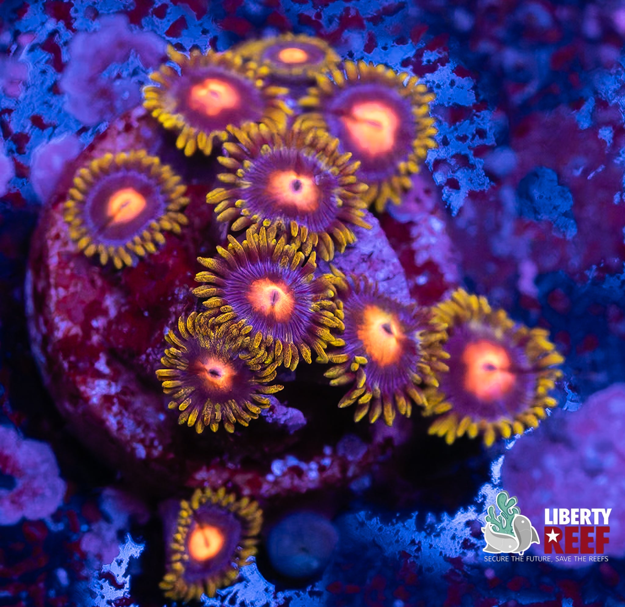 Gorilla Nipples Zoas