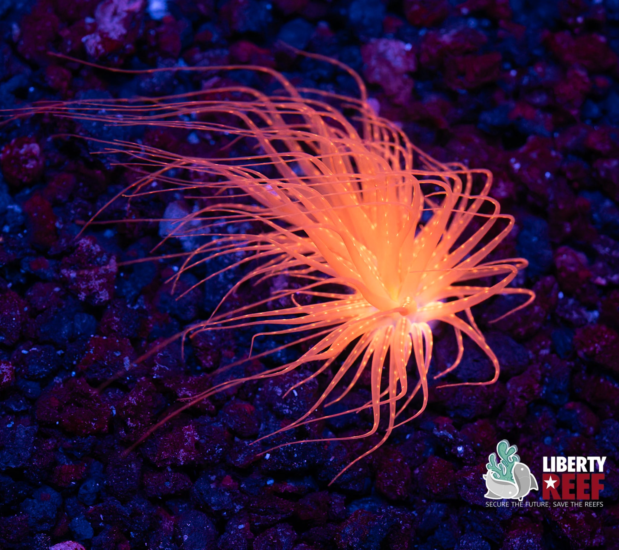 Insane Sunburst Tube Anemone