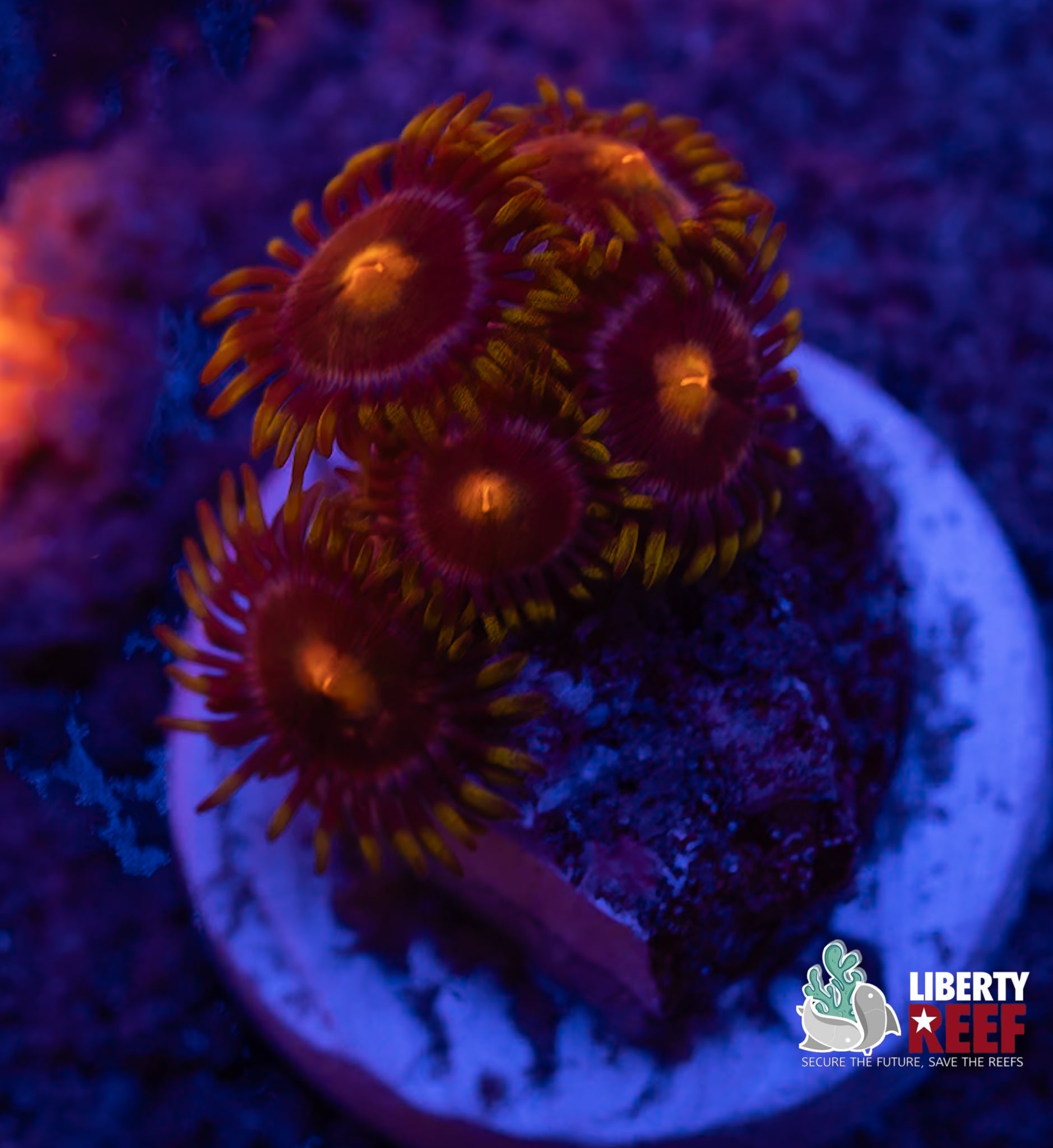 Blow Pop Zoas