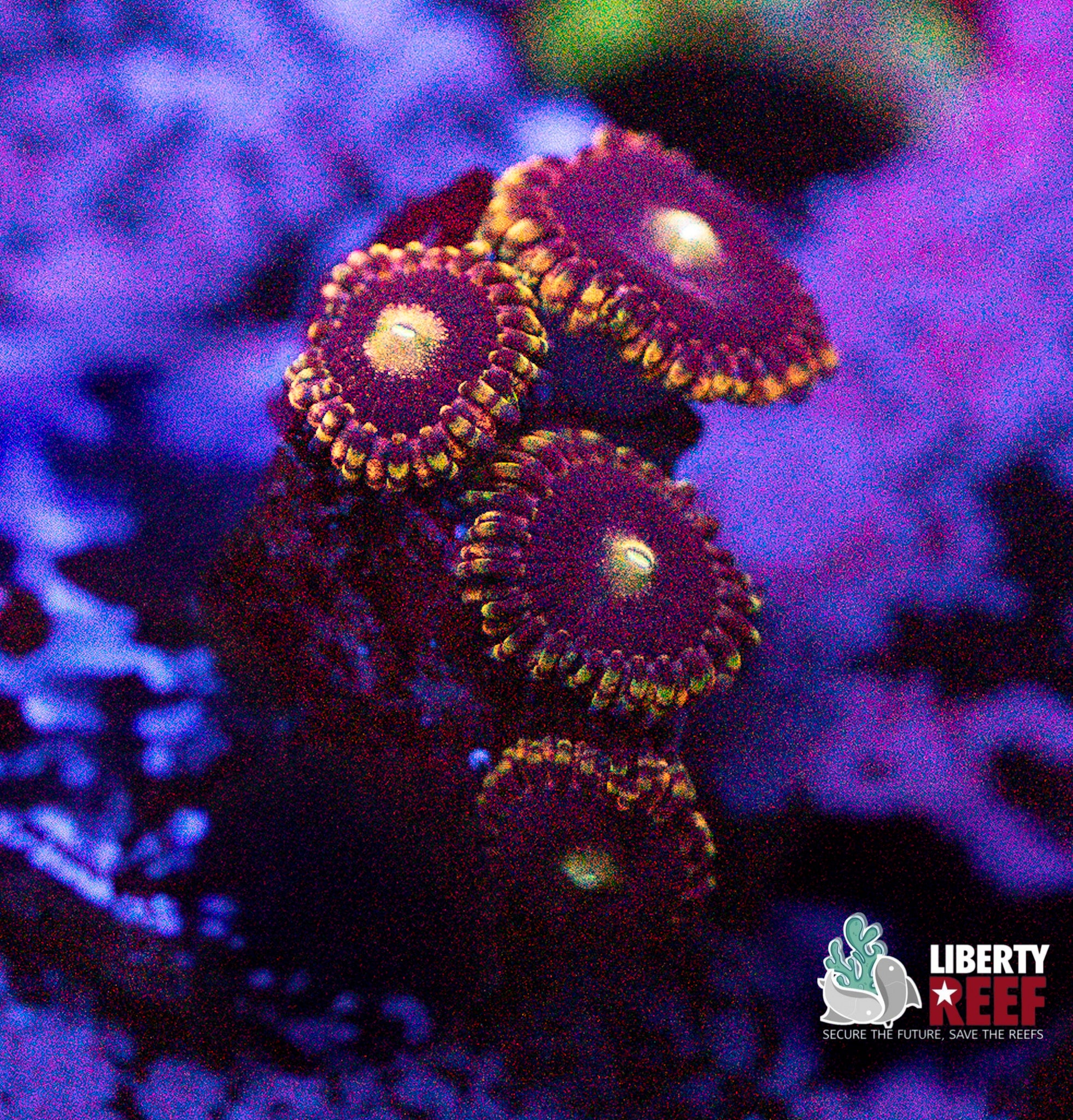 Big R Bozo Birthday Zoas