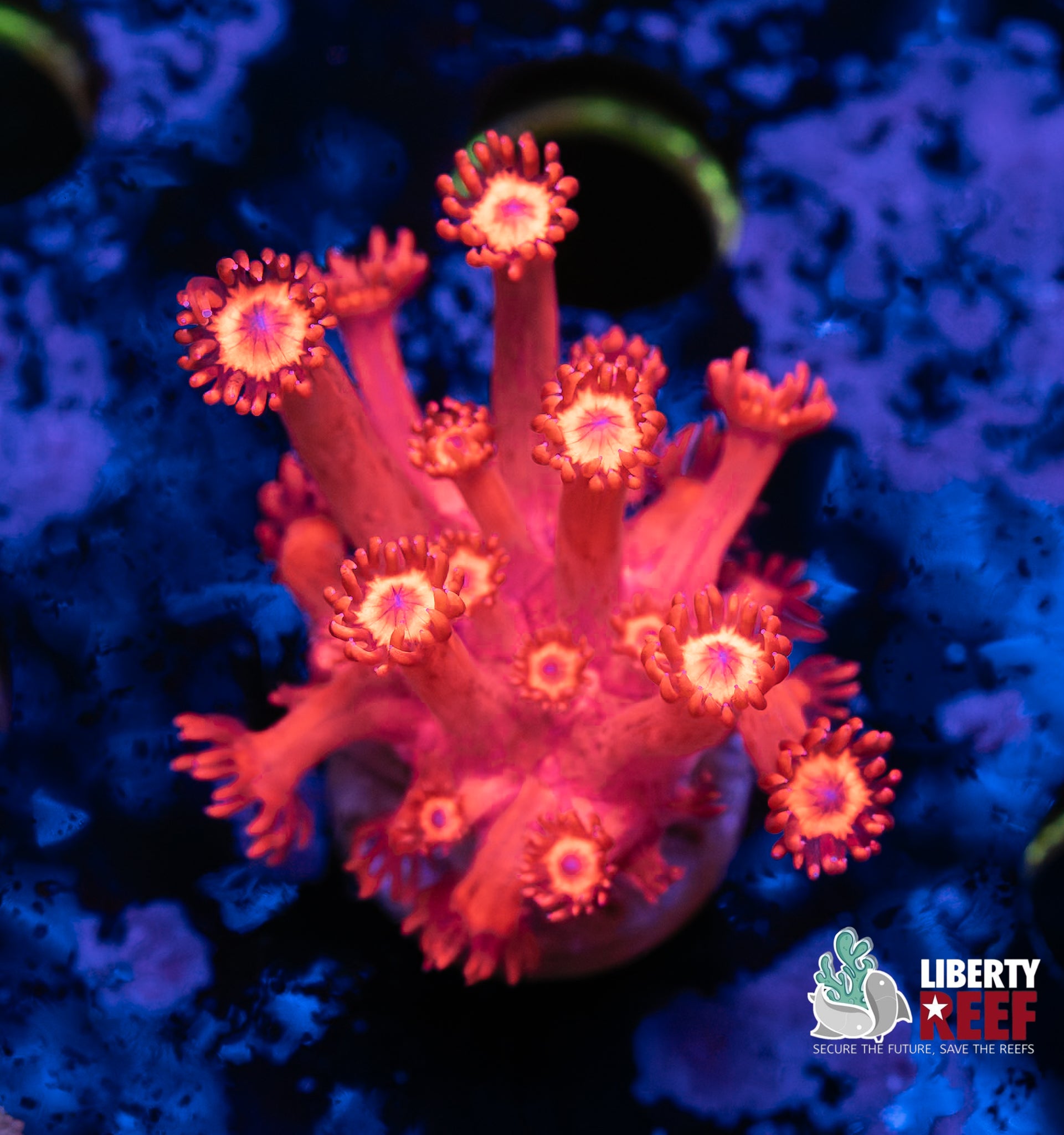 Metallic Red Goniopora