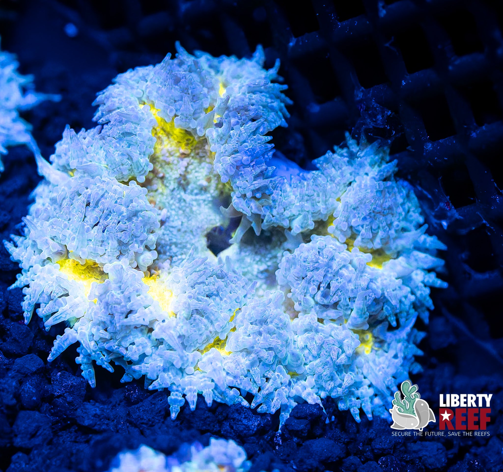 Ice Cap Rock Flower