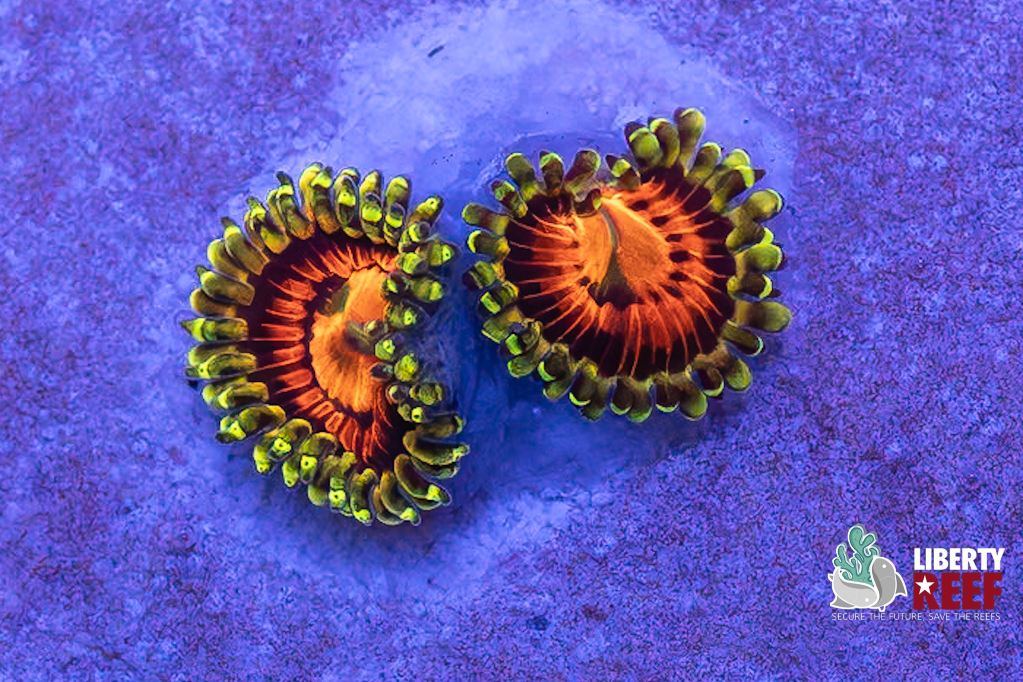 Rainbow Incinerator Zoas