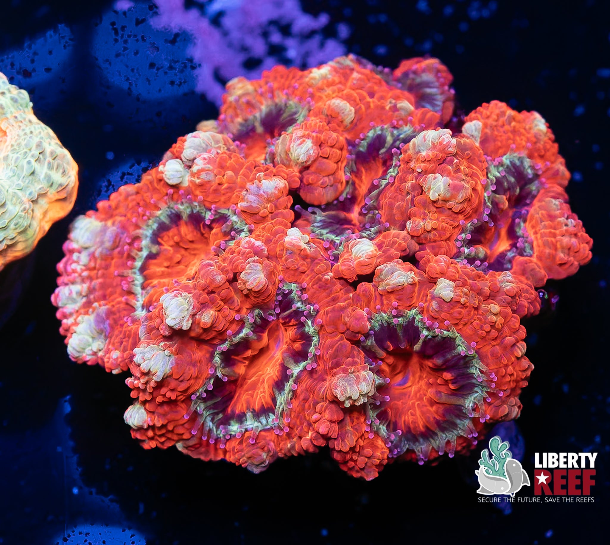 Candy Cane Acan Chunk