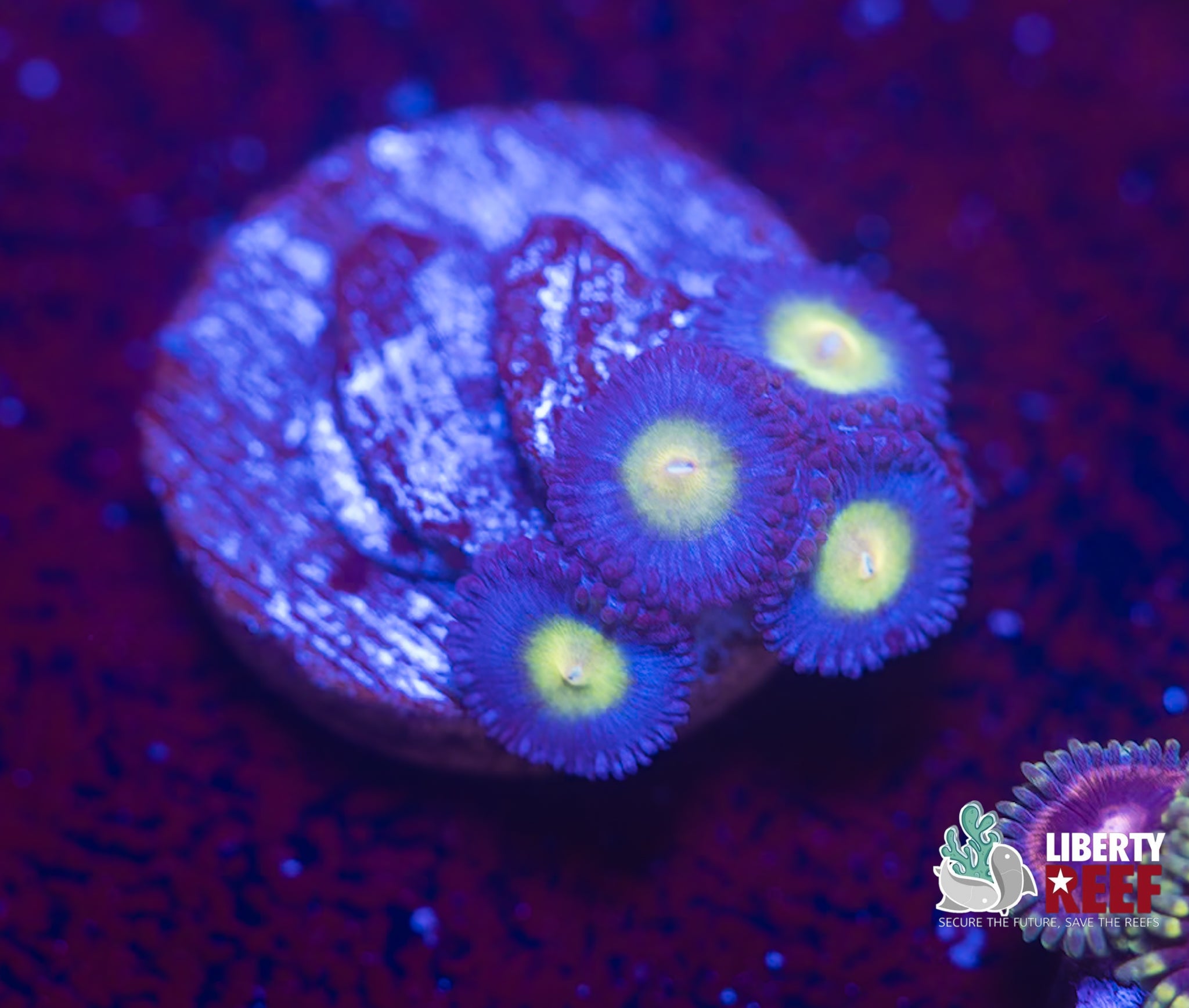 WWC AOI Zoas