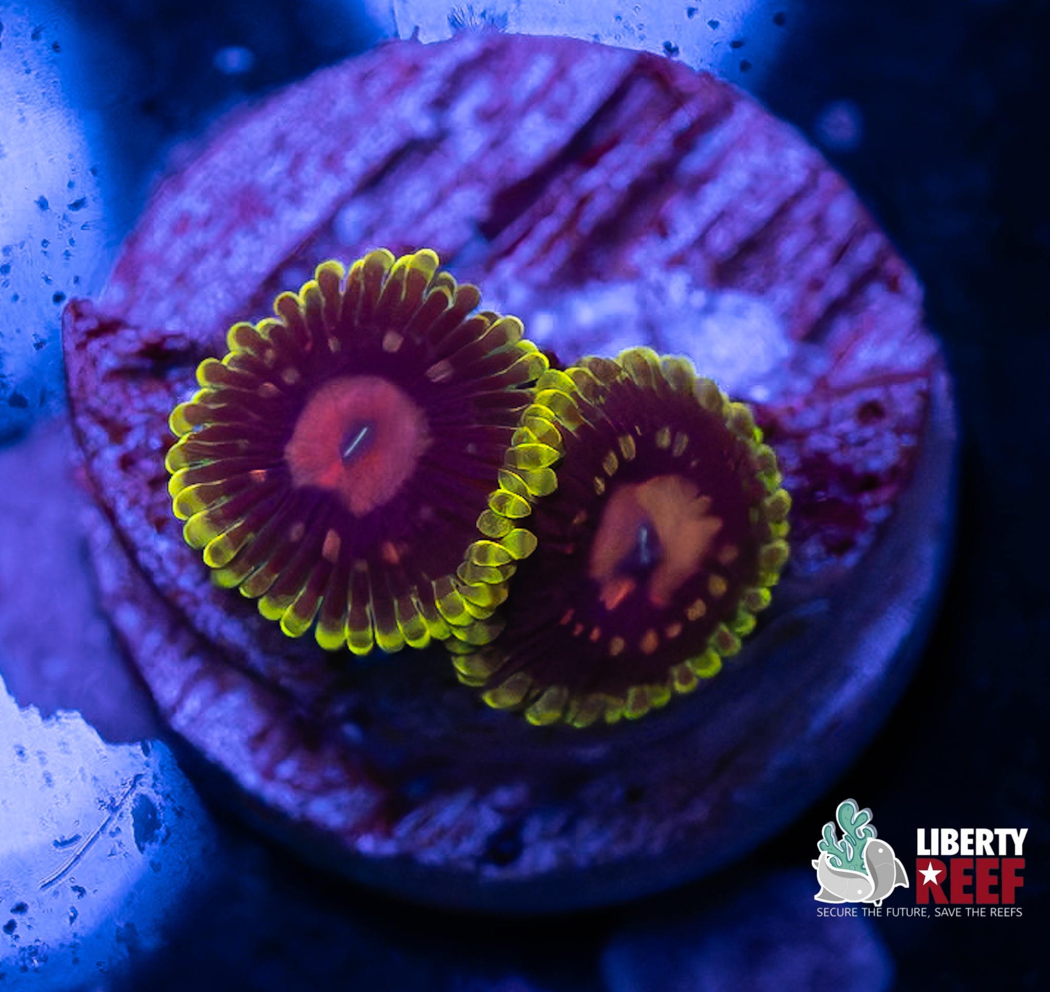 2p Scarlet Fever Zoas (High End)