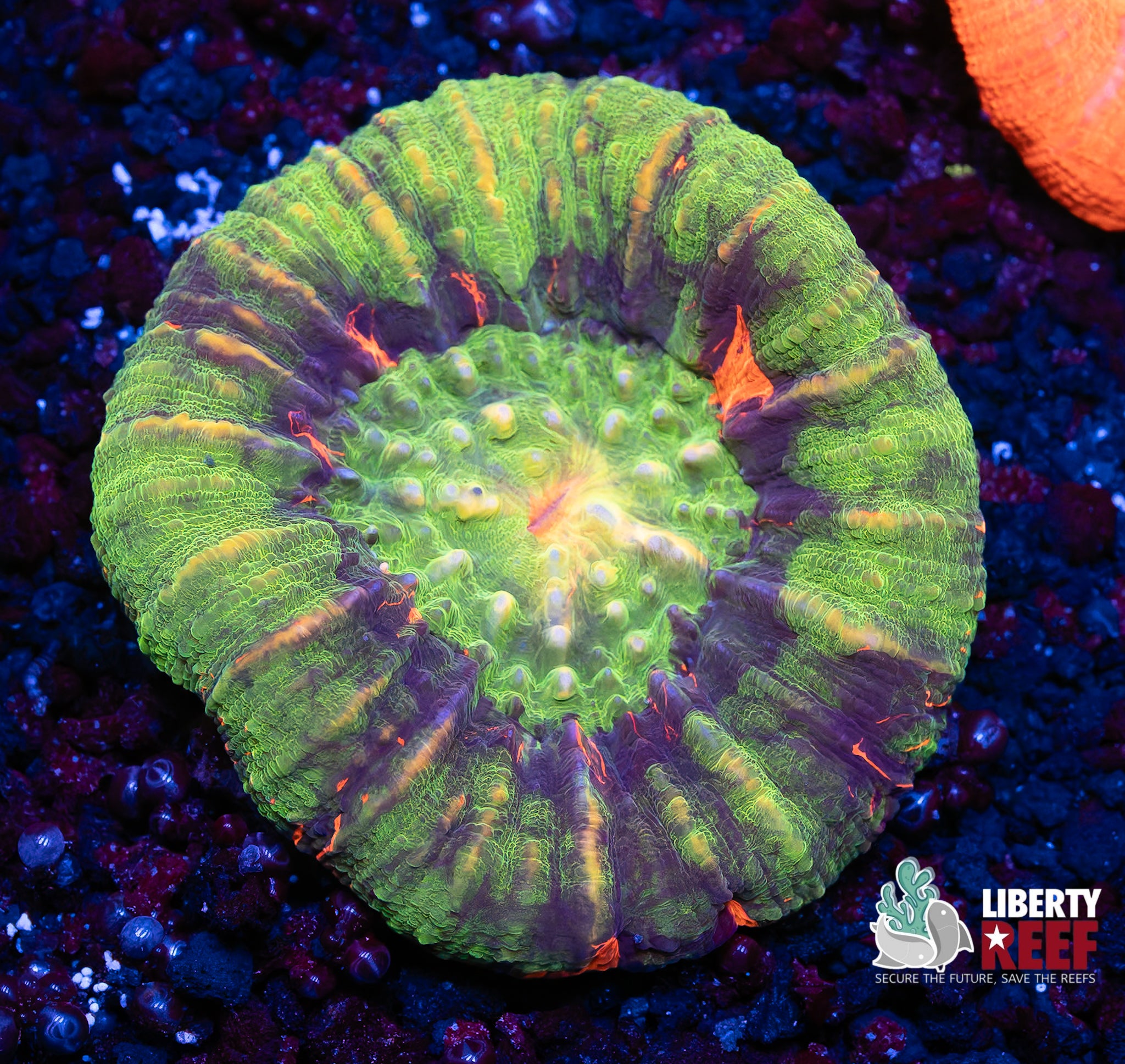 Ultra Unique Bleeding Apple Scoly