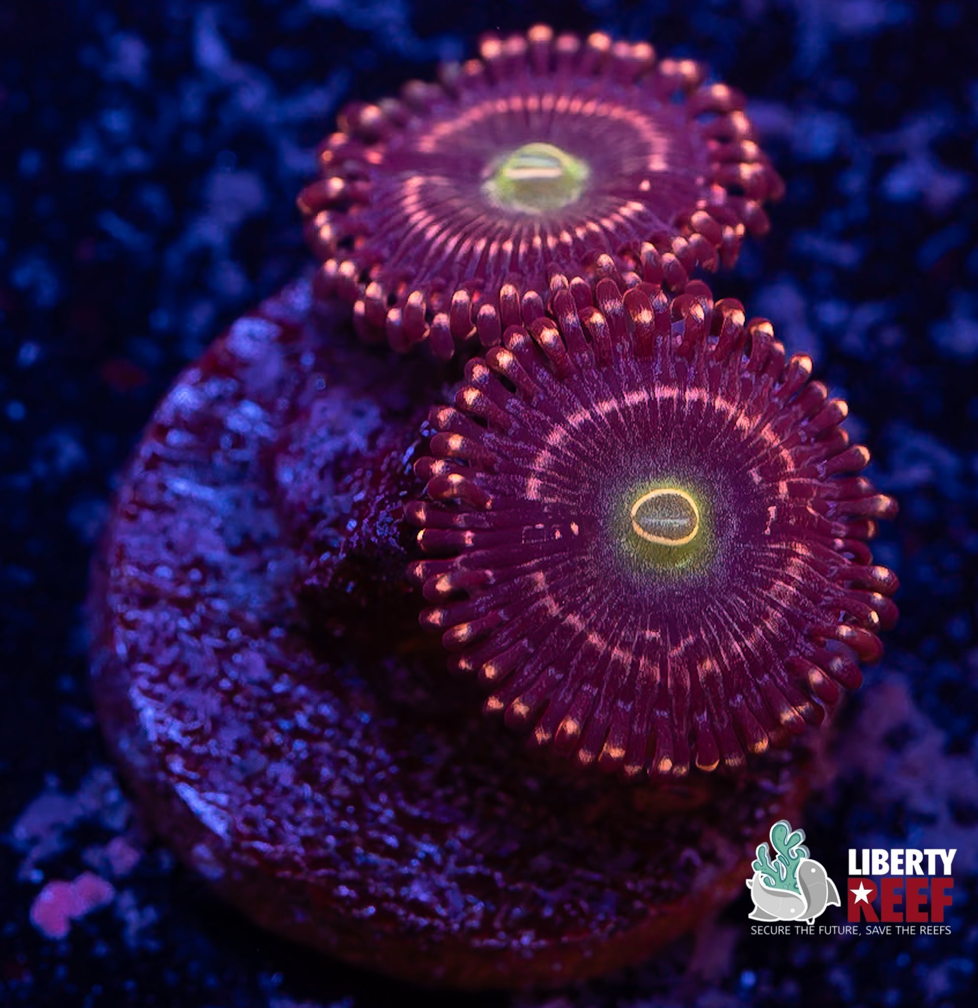 ADG Miku Freak Zoas