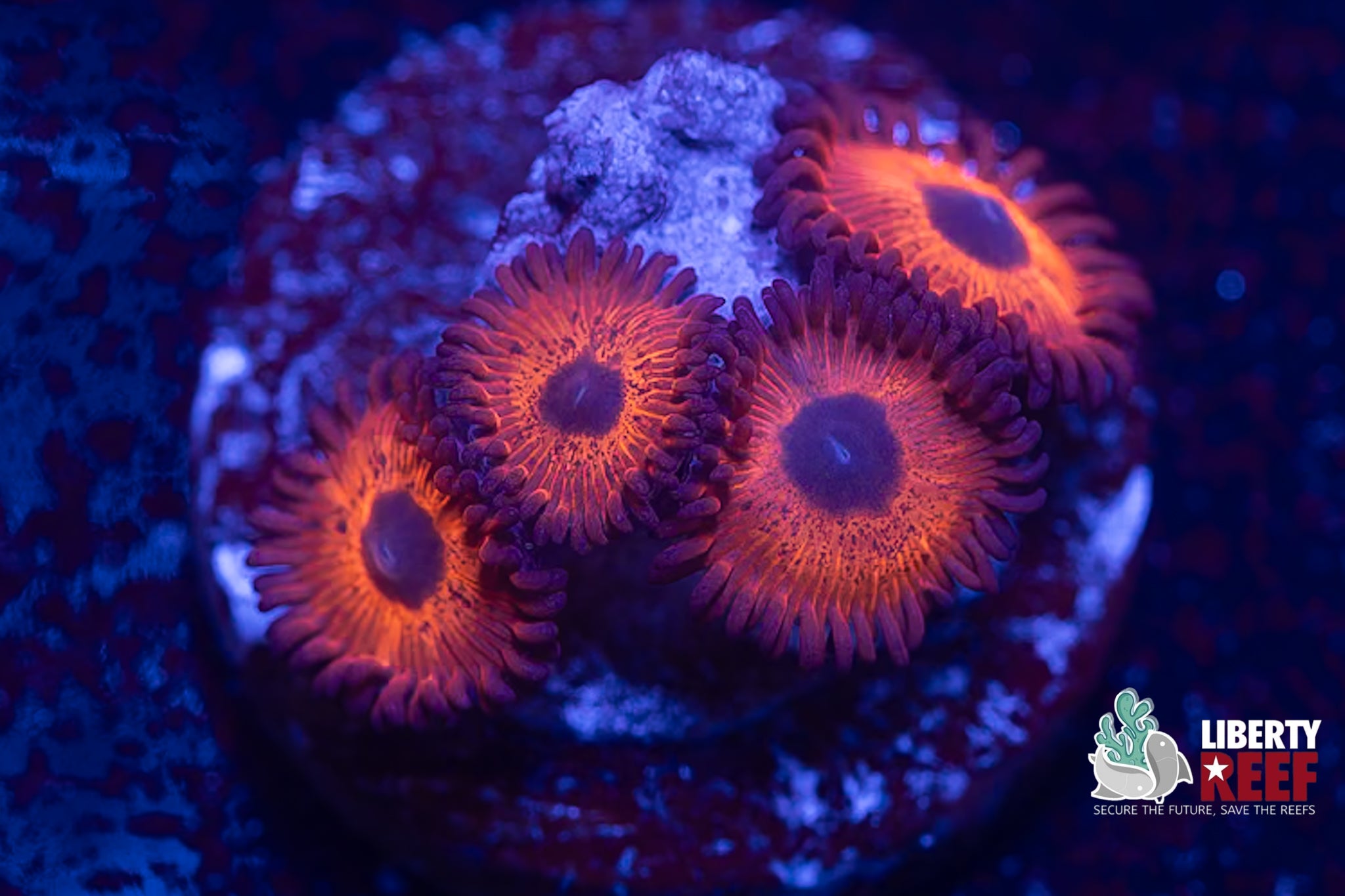 Kedds Reds Zoas