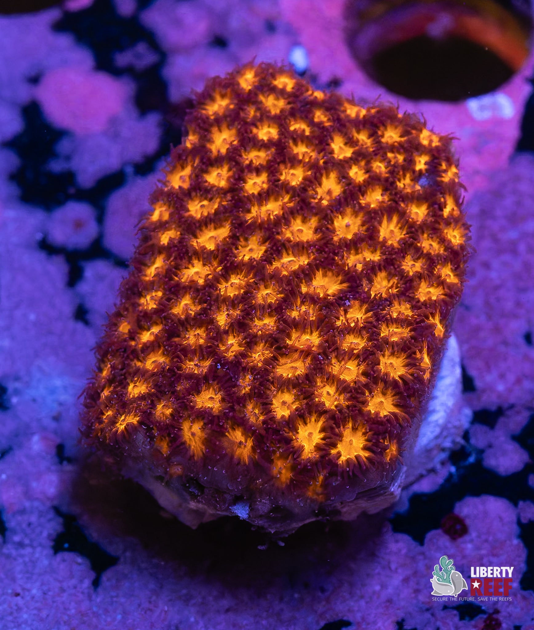 10/31 Online Auction