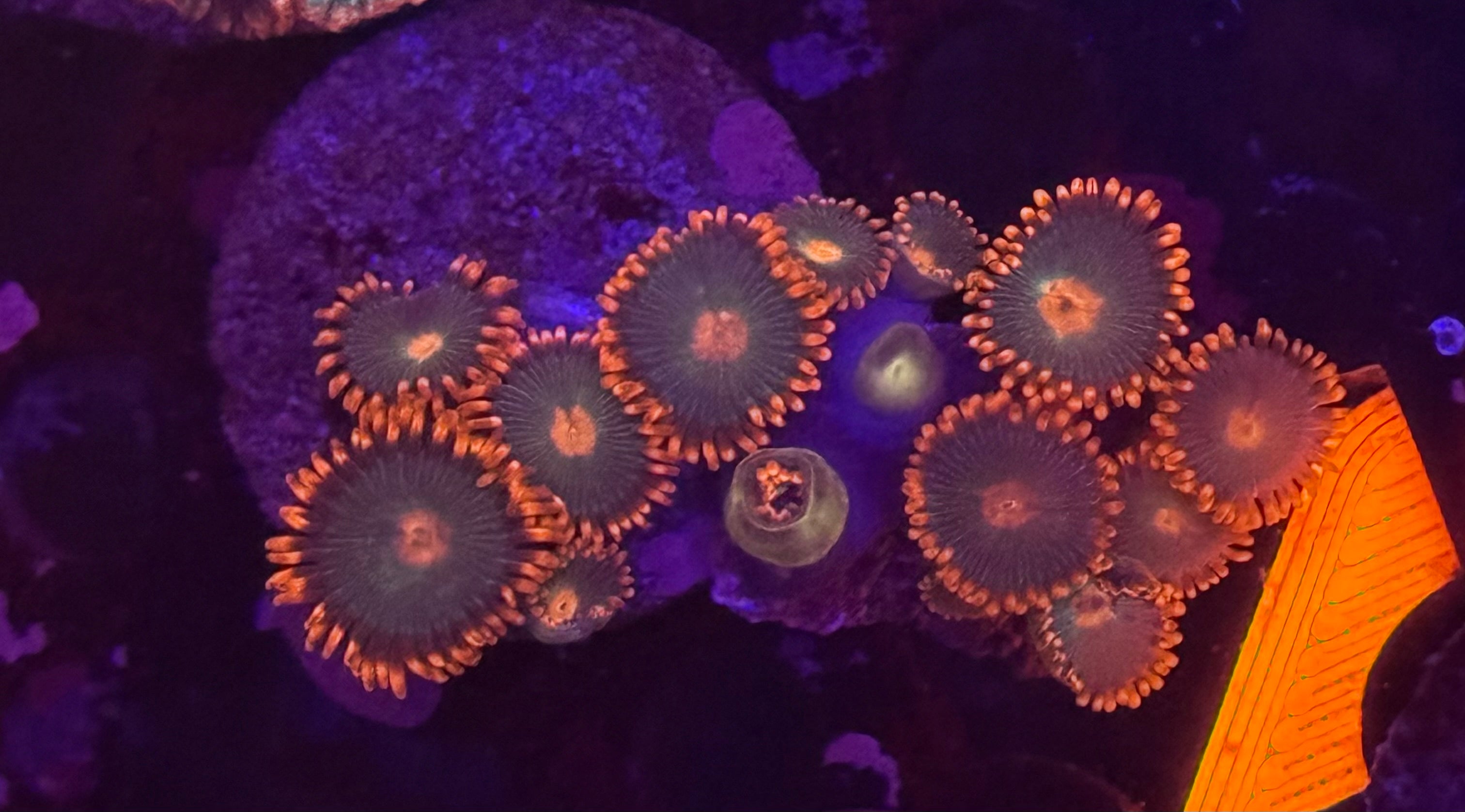 Gatorade Zoas