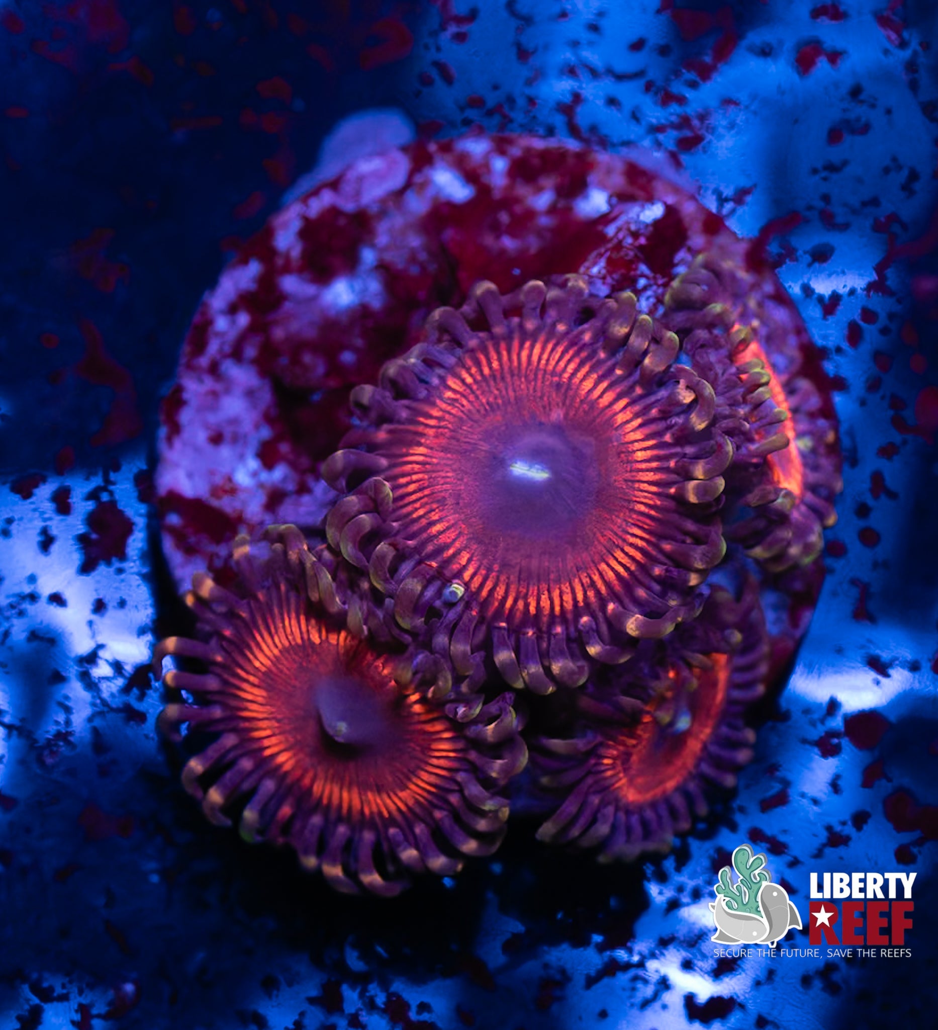 Armor of God Zoas